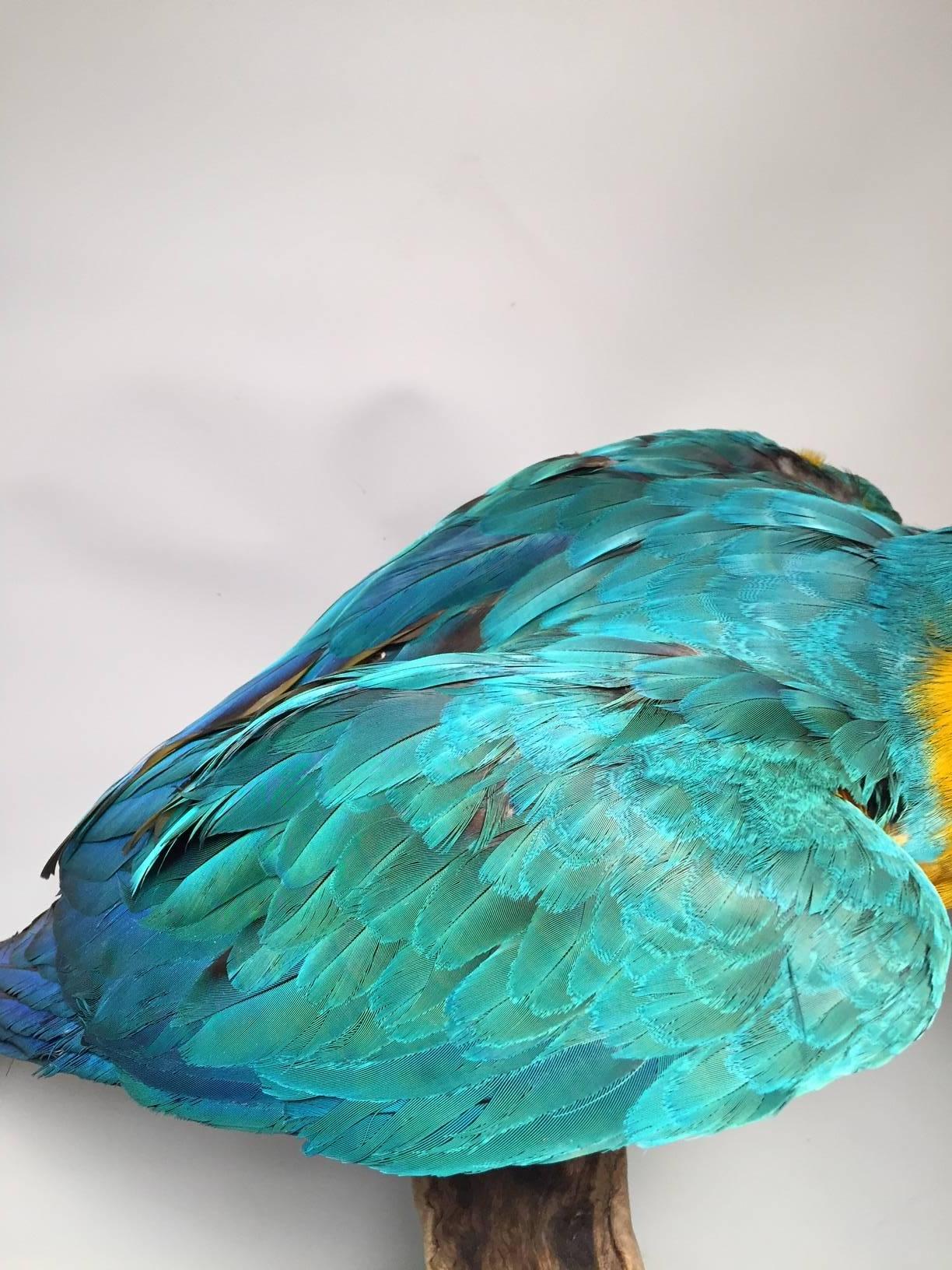 taxidermy macaw