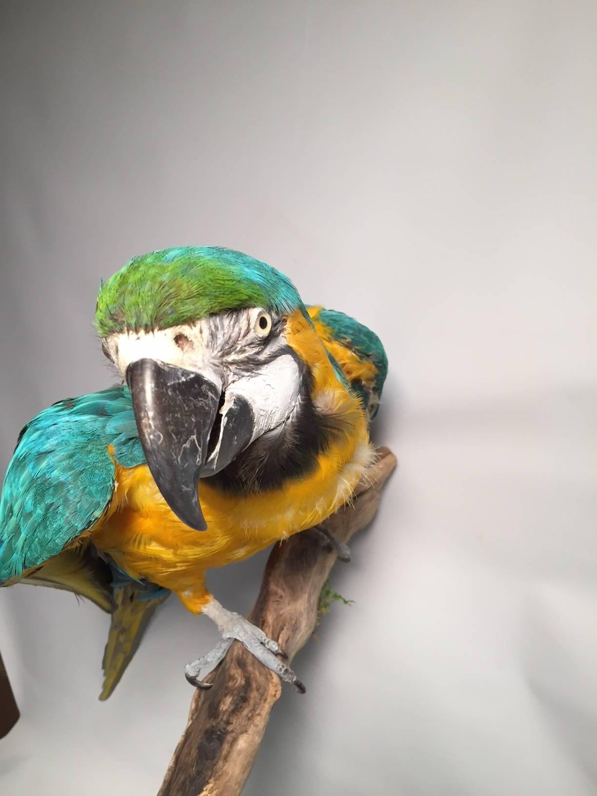 taxidermy macaw