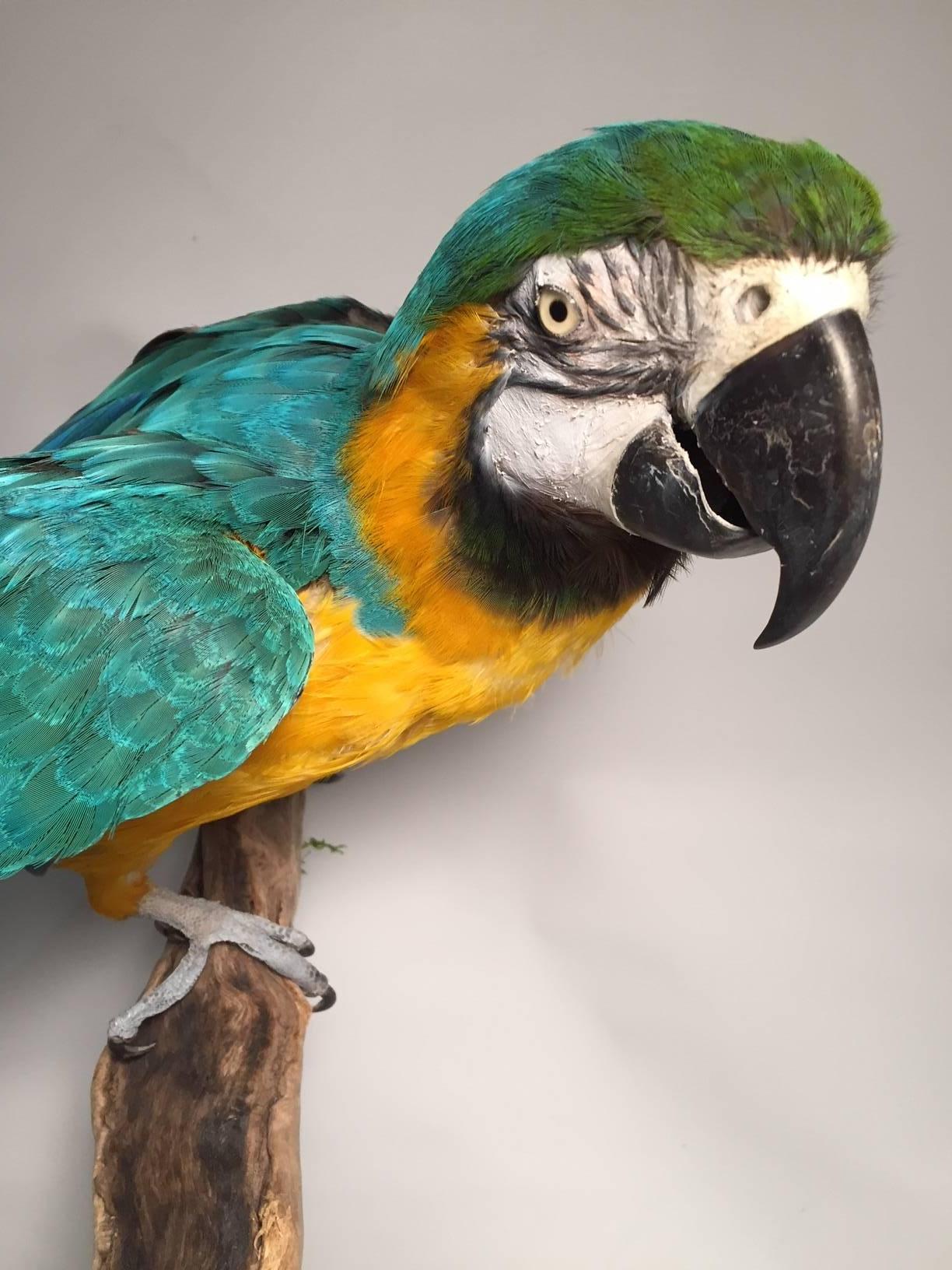 Taxidermied blue and gold (AKA Blue and Yellow) Macaw beautifully mounted on a wooden branch and black painted base would make a great addition to any library or collection.