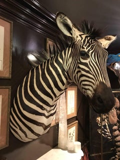 Premier Quality Taxidermy Burchell's Zebra Shoulder Mount from South Africa