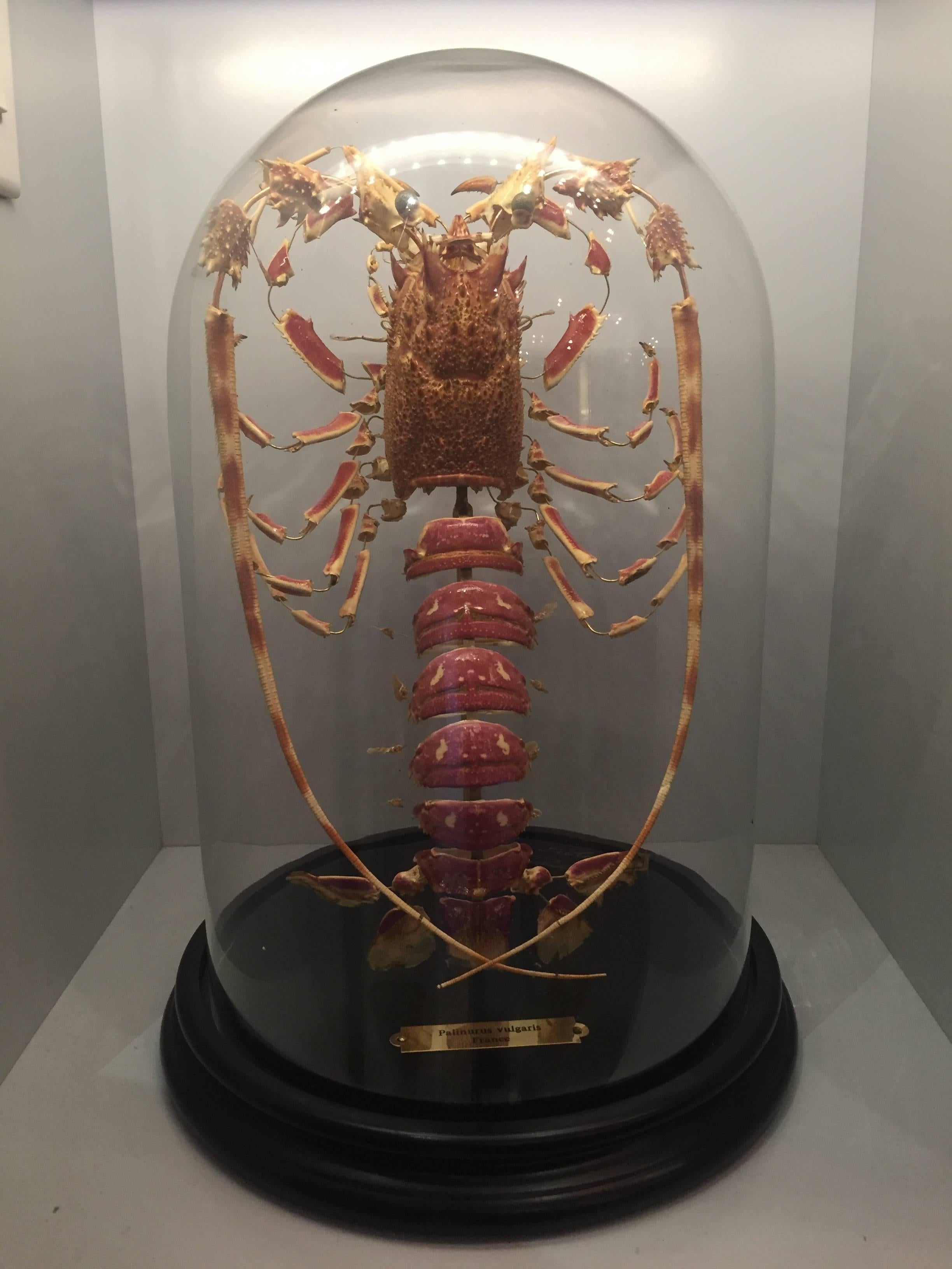 A deconstructed lobster (Palinurus vulgaris) mounted on a black painted wood base with a glass dome, made in France .

The technique was invented by Dr Claude Beauchene in France in the 19th century and involves the meticulous taking apart of all