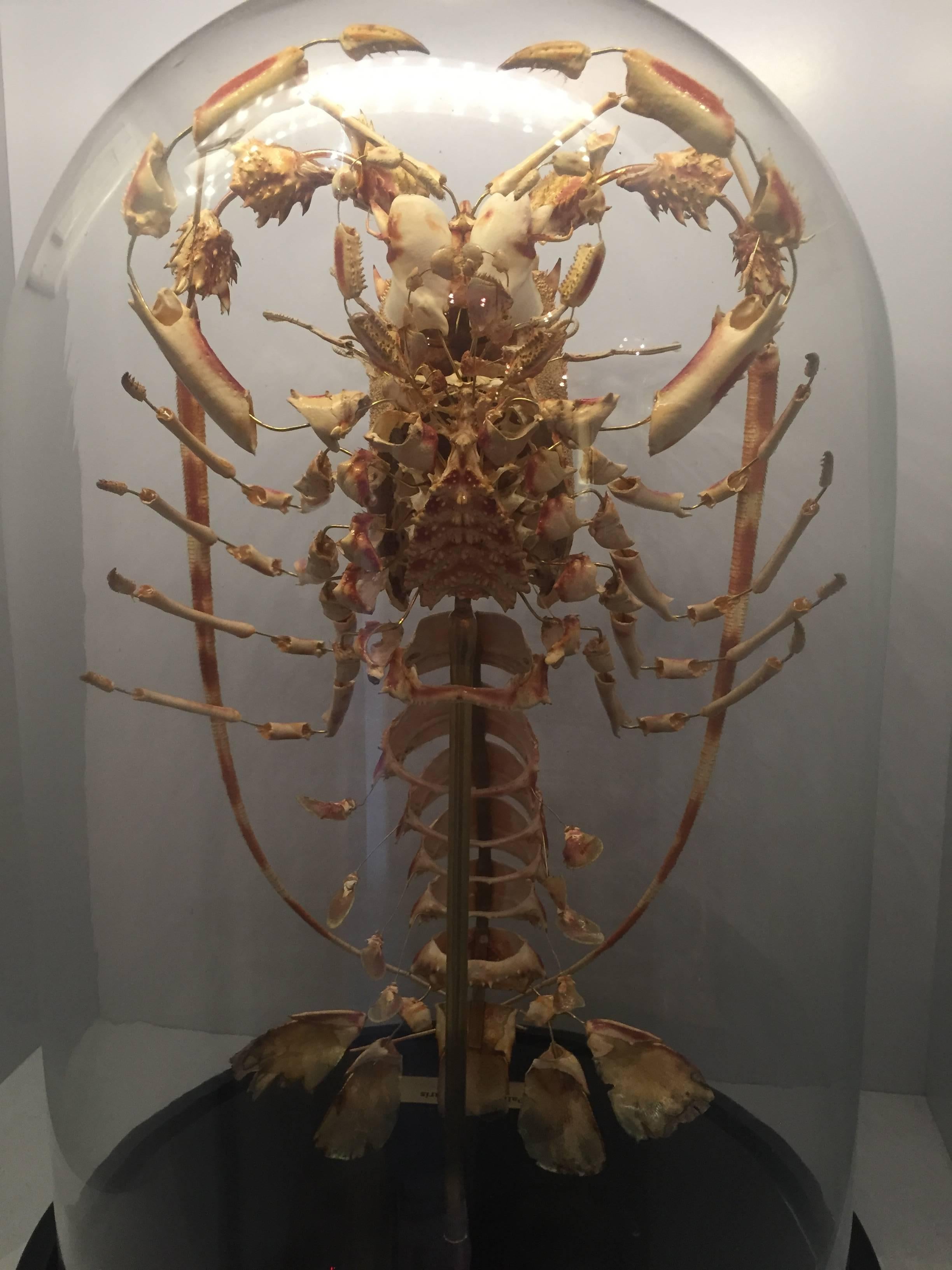 Brass Lobster, Deconstructed, Mounted on a Black Wooden Base in a Glass Dome, France