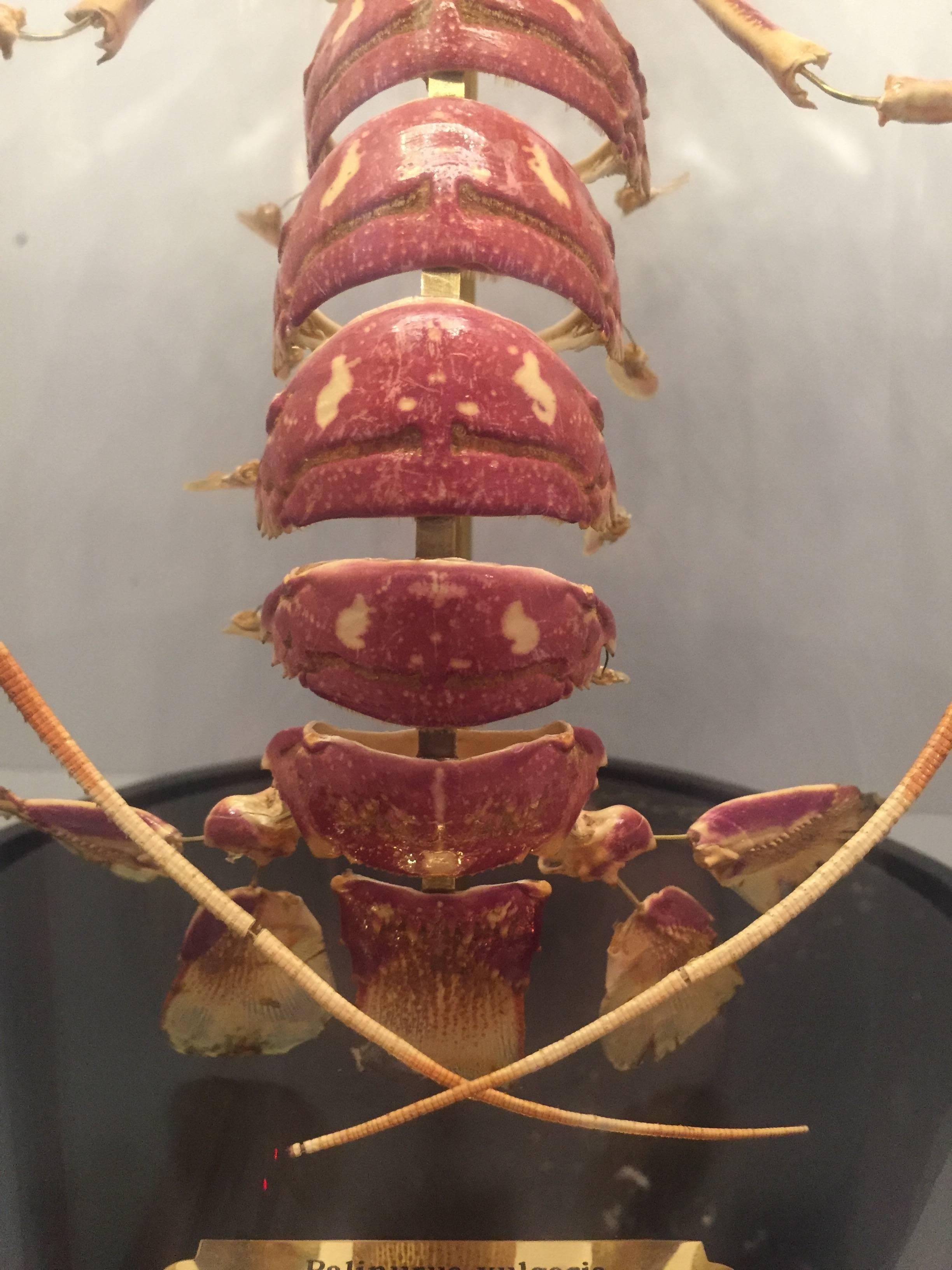 Lobster, Deconstructed, Mounted on a Black Wooden Base in a Glass Dome, France In Excellent Condition In New York, NY