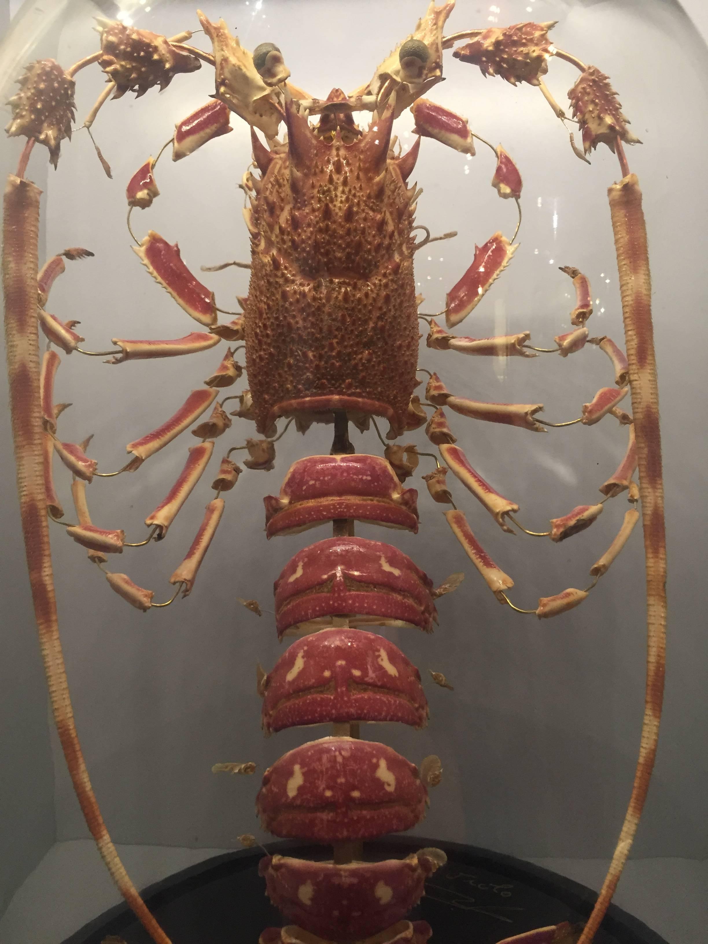 Victorian Lobster, Deconstructed, Mounted on a Black Wooden Base in a Glass Dome, France