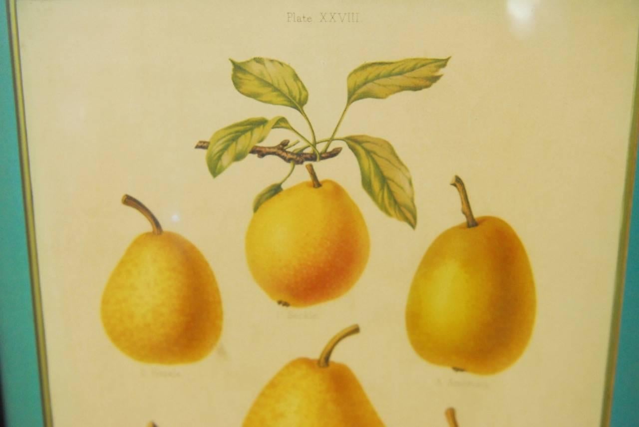 19th Century Pair of English Botanical Fruit Study Lithograph Prints 2