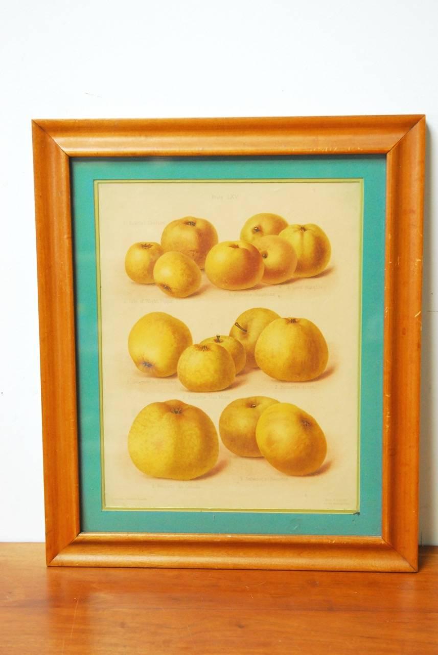 Important 19th century pair of English pear and apple botanical fruit study colored lithograph prints. Commissioned by 