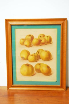 19th Century Pair of English Botanical Fruit Study Lithograph Prints