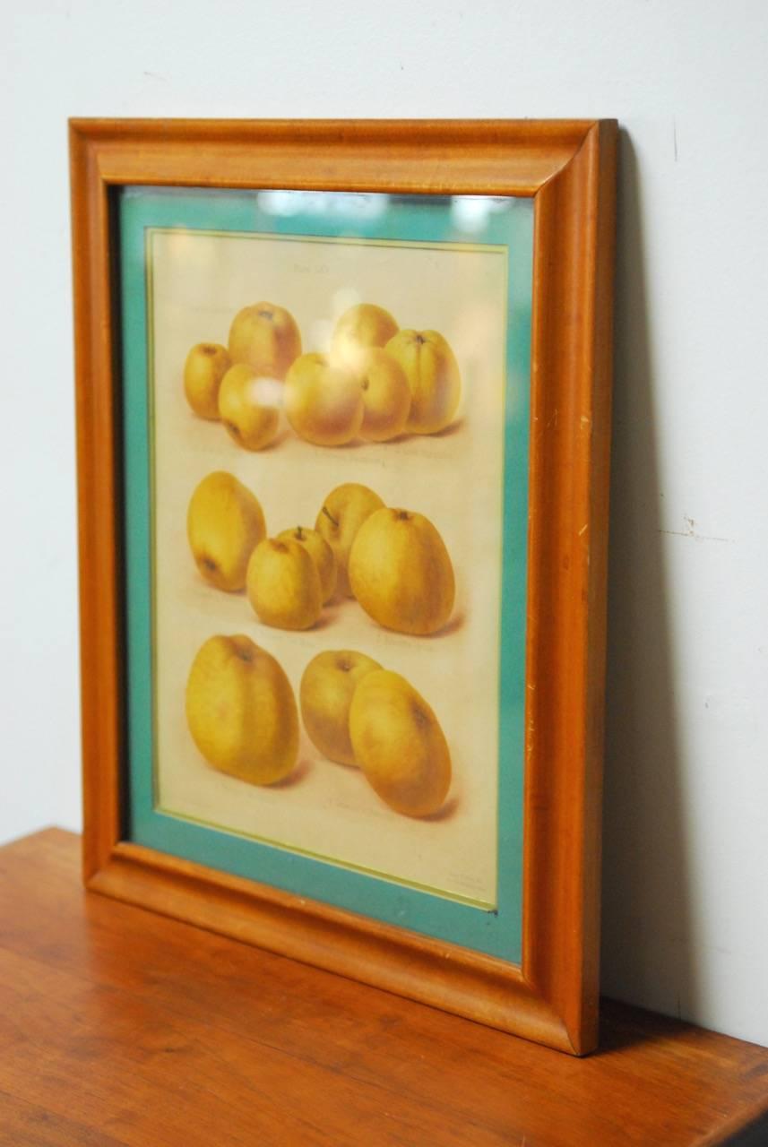 19th Century Pair of English Botanical Fruit Study Lithograph Prints 1