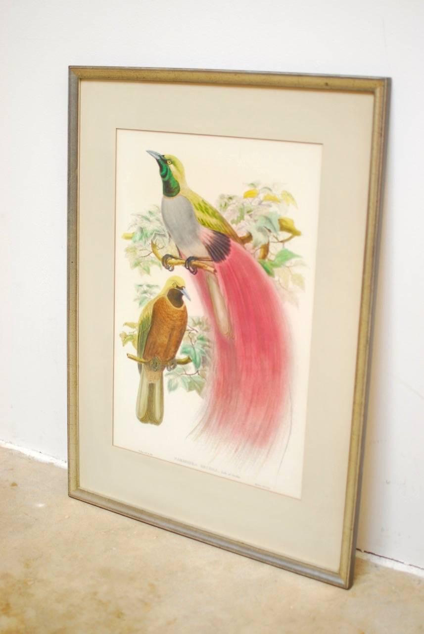 Glass Paradisea Decora Ornithological Colored Lithograph by Gould