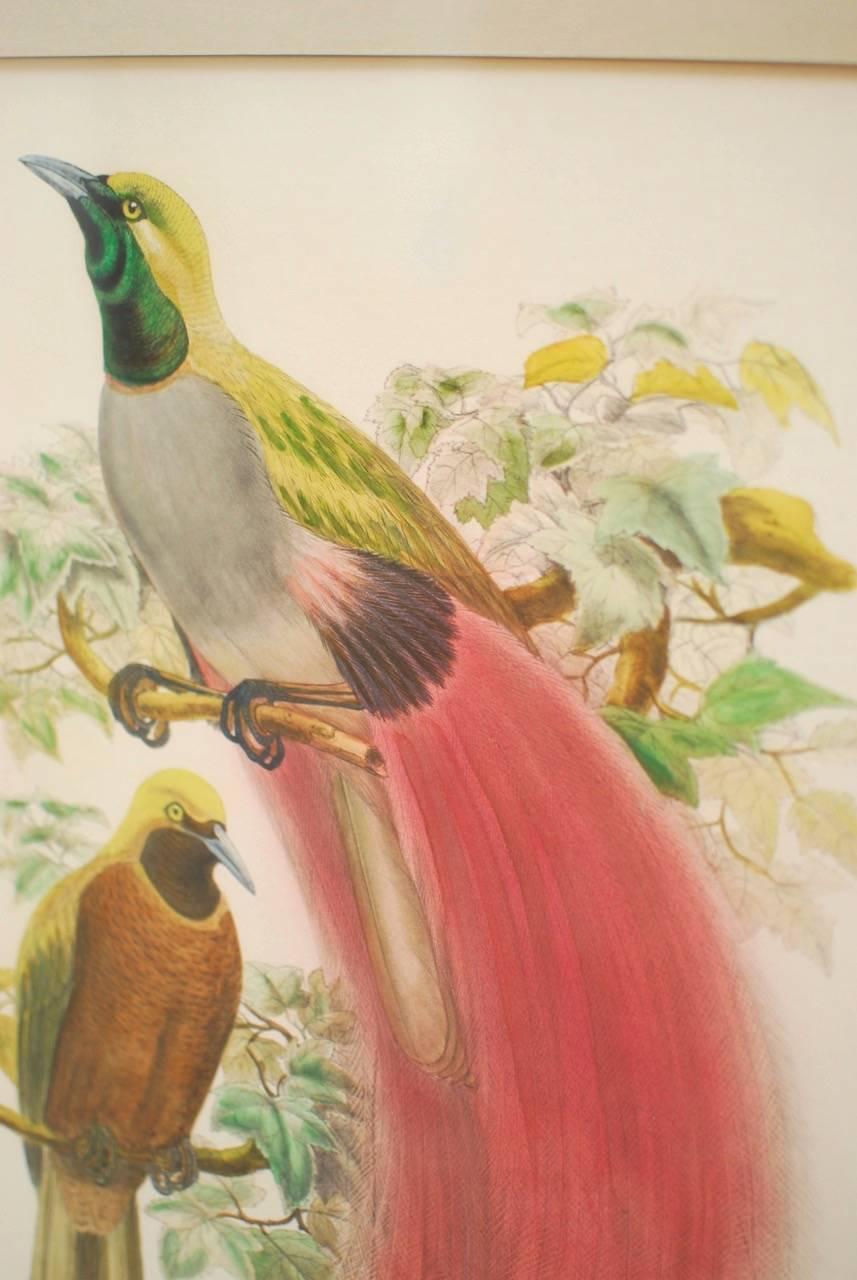 Paradisea decora ornithological hand-colored lithograph by John Gould for Richard Bowdler. Also known as 