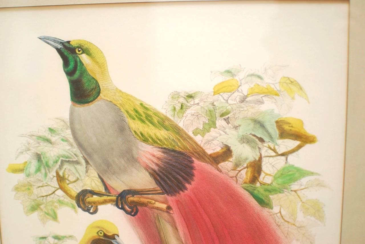 Paradisea Decora Ornithological Colored Lithograph by Gould In Excellent Condition In Rio Vista, CA