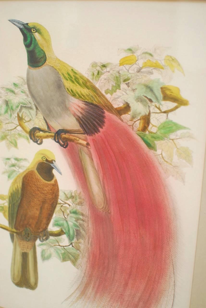 19th Century Paradisea Decora Ornithological Colored Lithograph by Gould