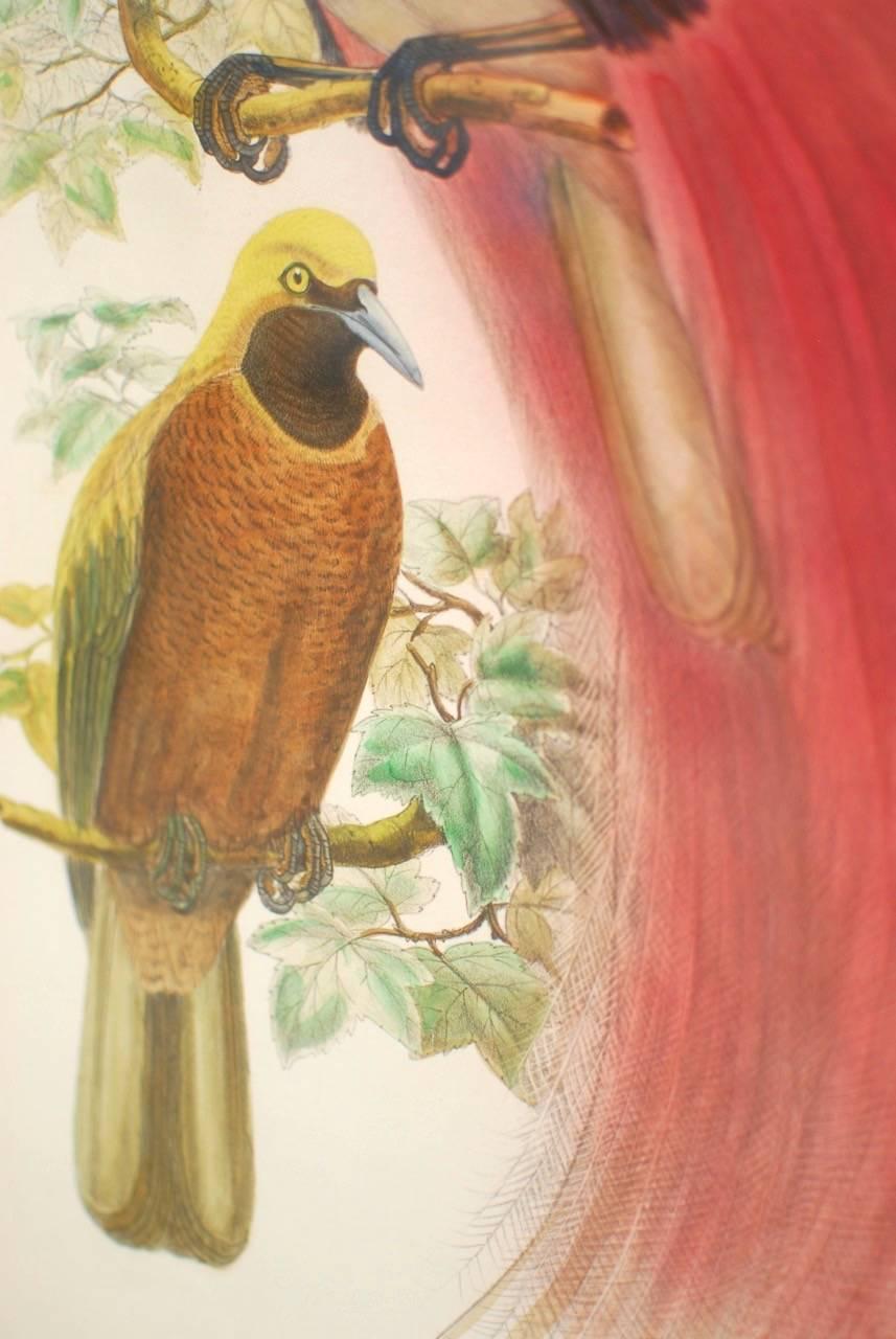 English Paradisea Decora Ornithological Colored Lithograph by Gould