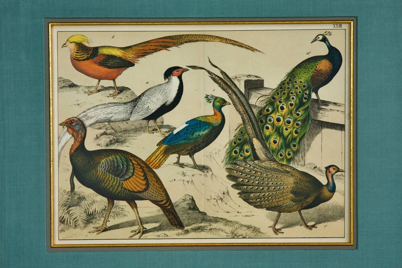 Interesting 19th century hand-colored engraving ornithological print study of peacocks features six highly detailed birds in natural poses. Professionally framed with preservation techniques. Set in a gilt frame with a contrasting teal silk border