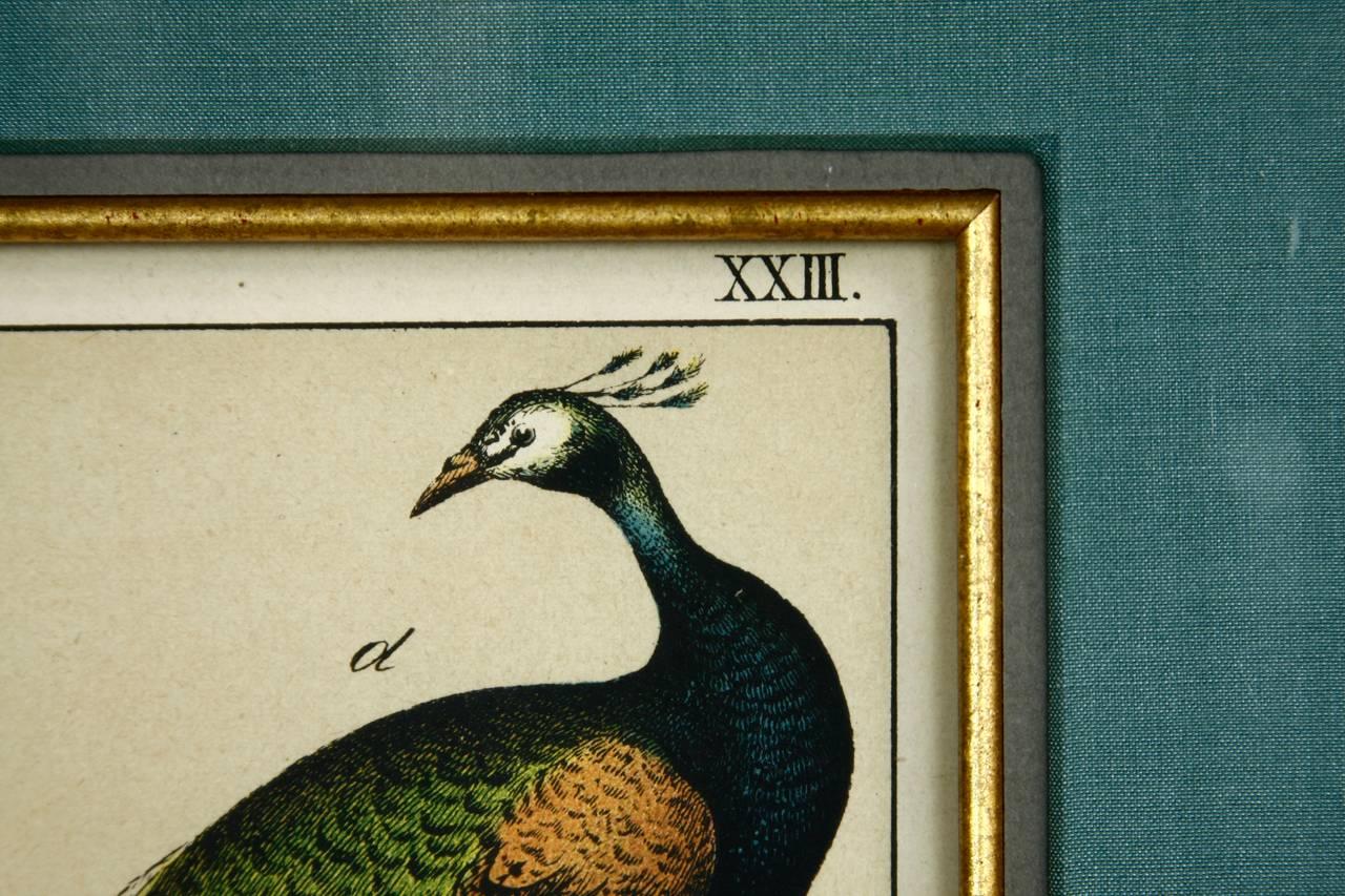 Victorian 19th Century Hand-Colored Engraving Study of Peacocks