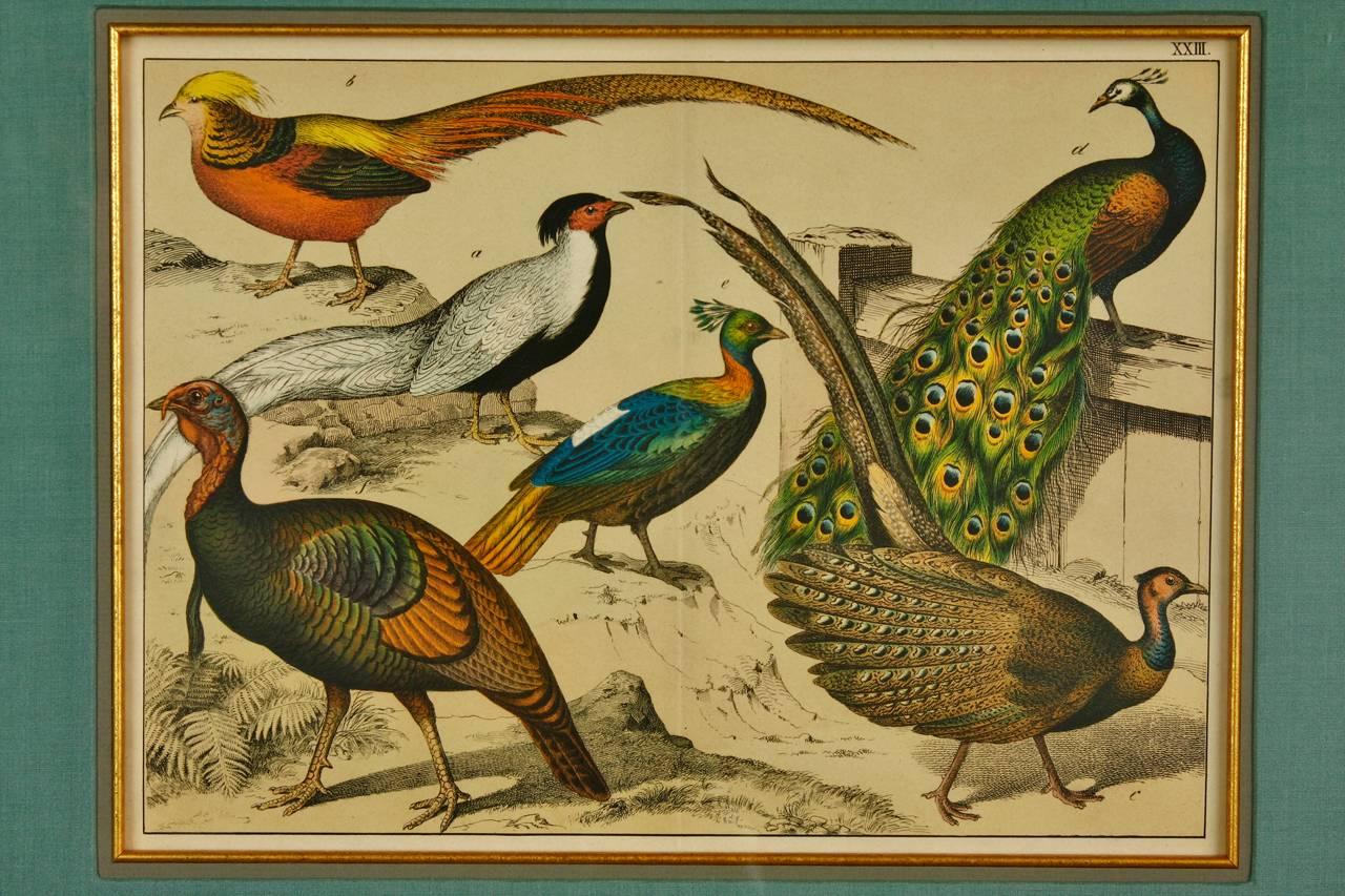 19th Century Hand-Colored Engraving Study of Peacocks 2