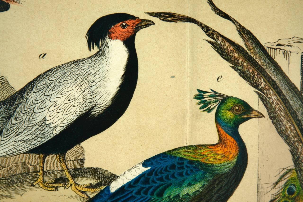 Gilt 19th Century Hand-Colored Engraving Study of Peacocks