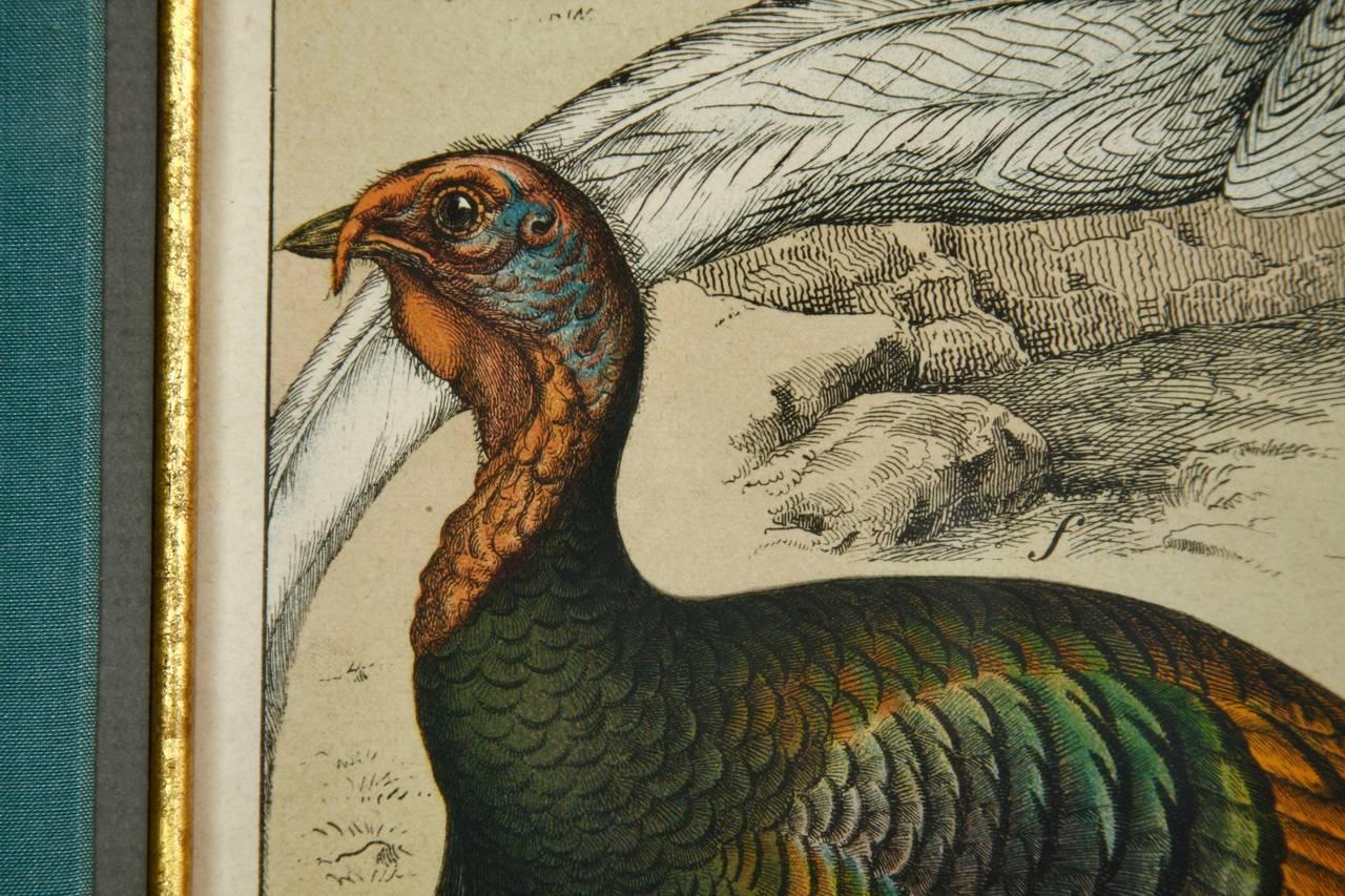 19th Century Hand-Colored Engraving Study of Peacocks In Good Condition In Rio Vista, CA
