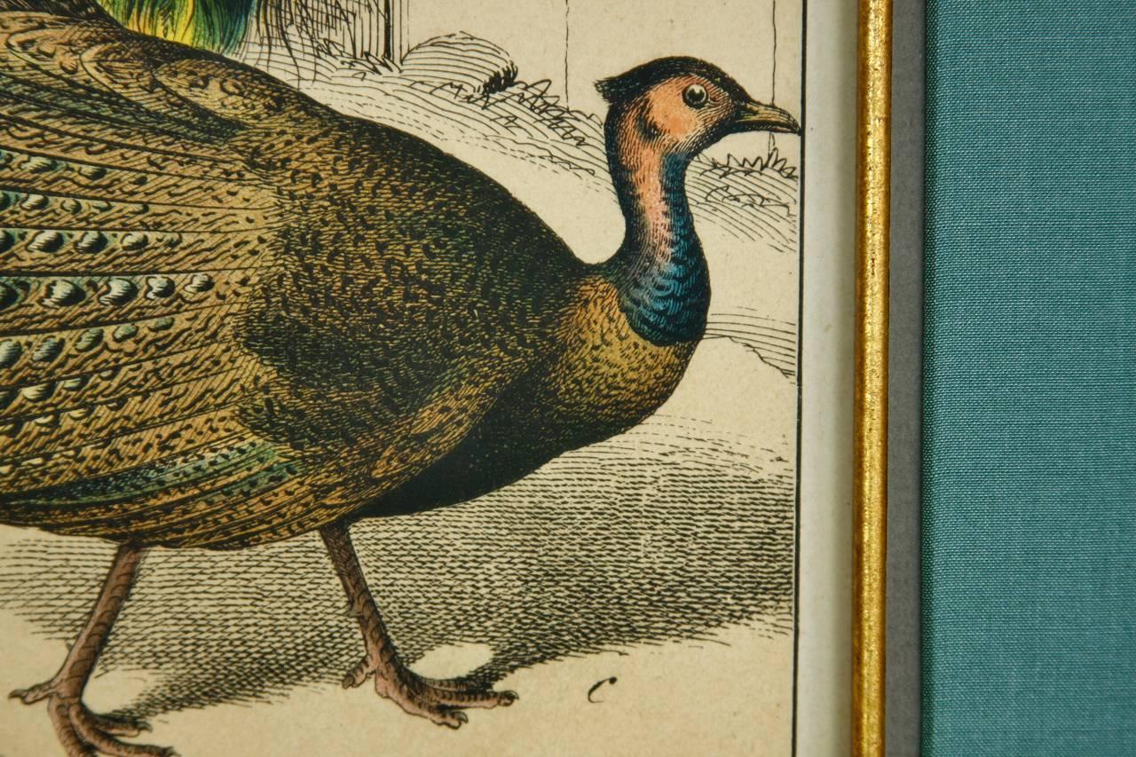 Wood 19th Century Hand-Colored Engraving Study of Peacocks