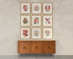 Set of Nine Botanical Lithograph Prints after Louis Van Houtte