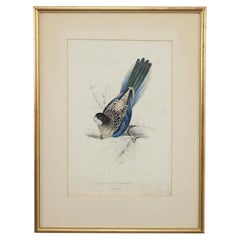 Edward Lear, « La perruche de Brown », lithographie coloriée à la main, années 1830