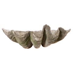 Esemplare fossile monumentale di conchiglia di vongola gigante del Pacifico meridionale, 3 Ft