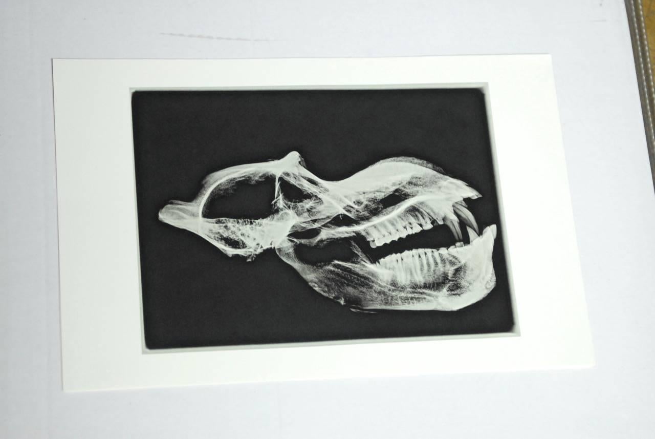 Rare and unusual set of five gelatin X-rayed animal skulls printed on high quality paper with a wide border. Beautiful contrast of skeletons against a grainy black ground. Interesting conversation pieces, as the animals appear ghost like with smokey
