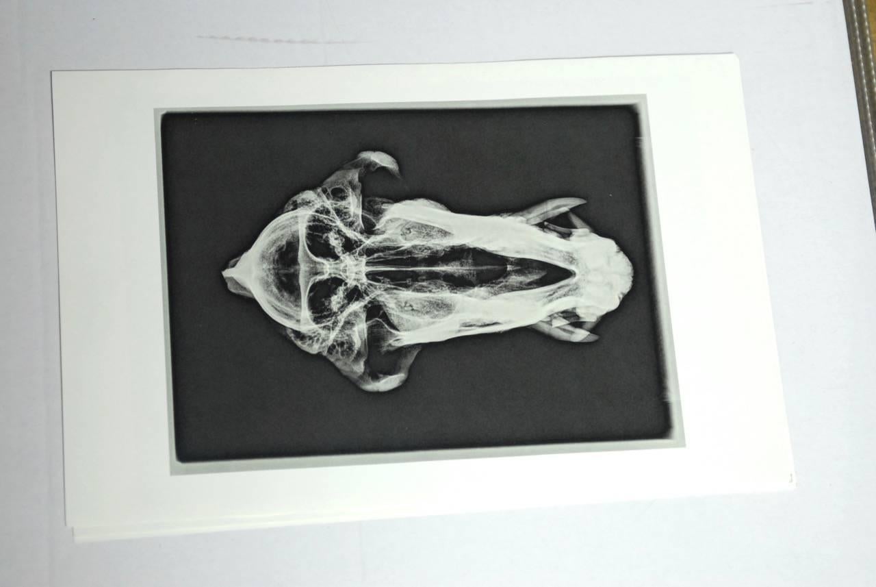 Mid-Century Modern Set of Five X-Rayed Animal Skull Prints