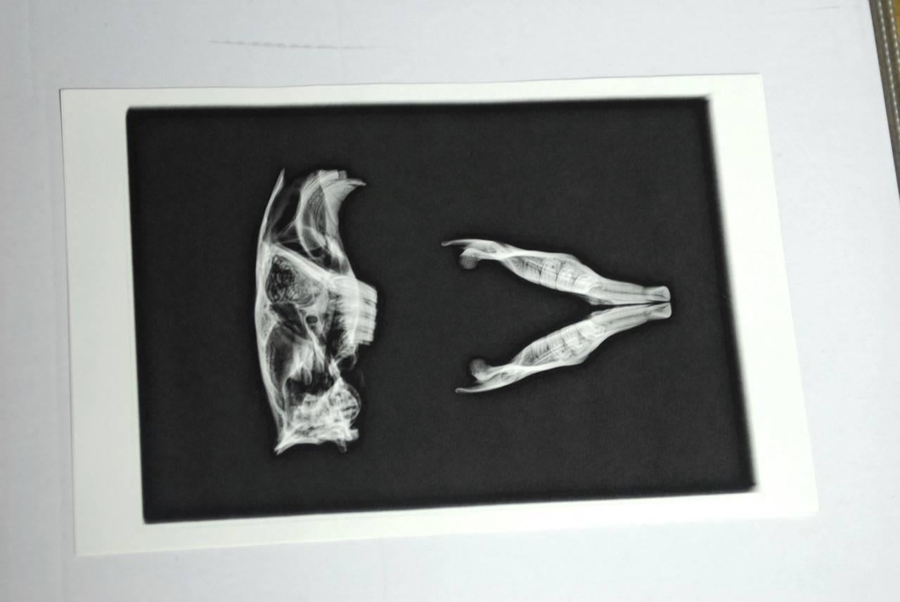 American Set of Five X-Rayed Animal Skull Prints