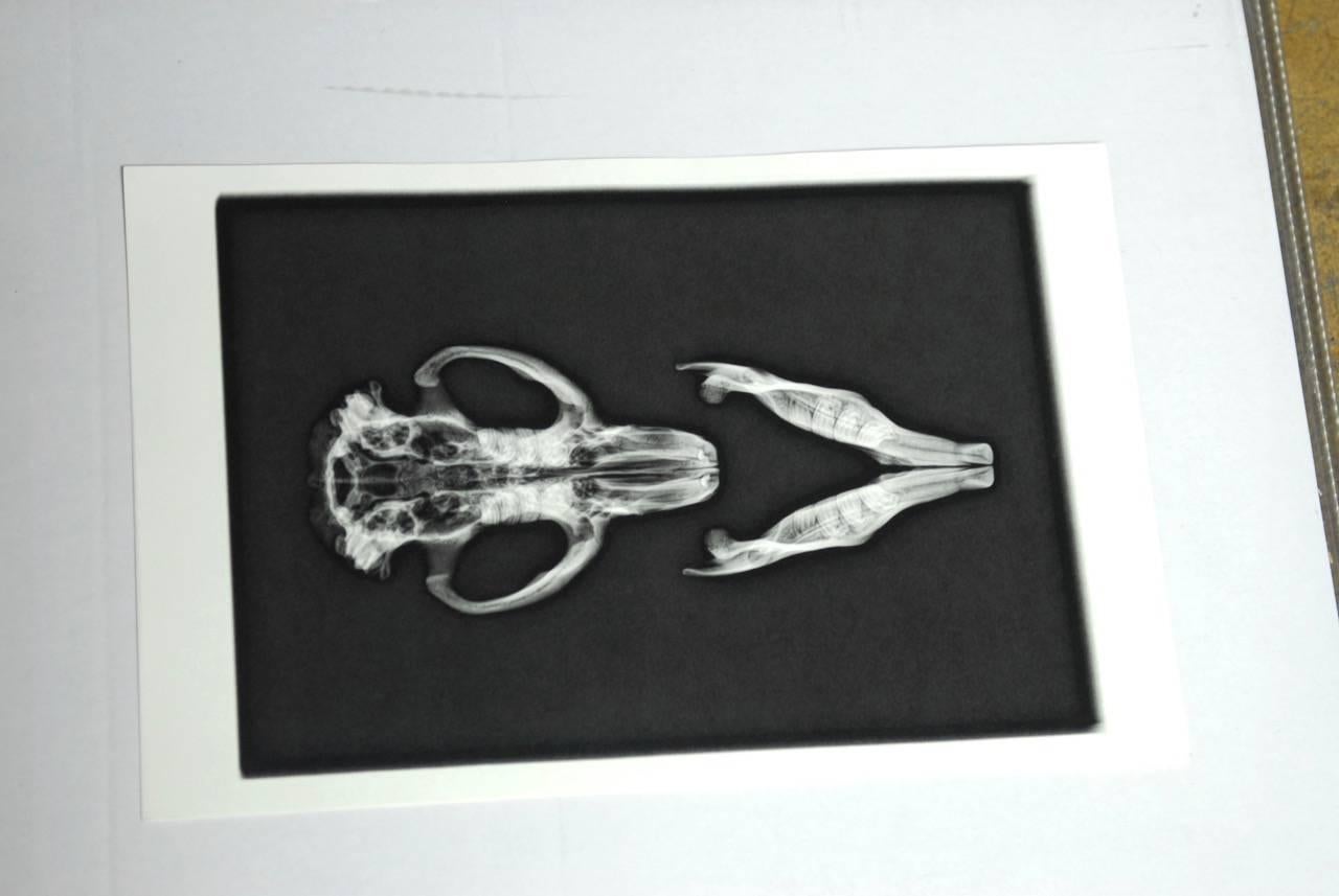 Set of Five X-Rayed Animal Skull Prints In Excellent Condition In Rio Vista, CA