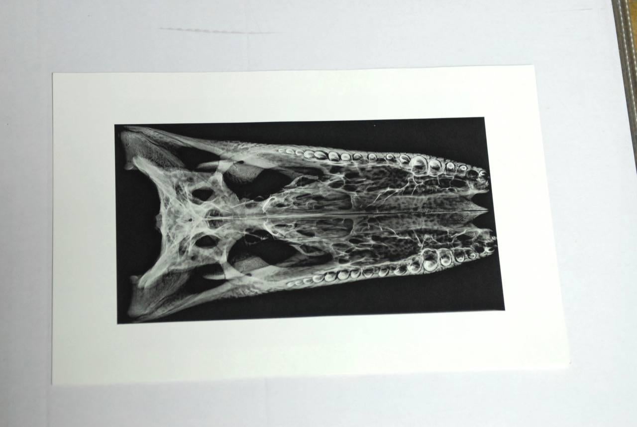 20th Century Set of Five X-Rayed Animal Skull Prints