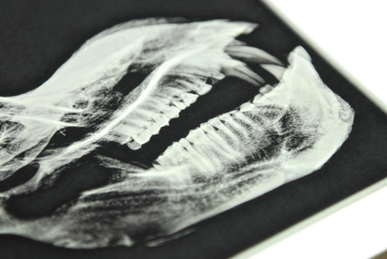 Paper Set of Five X-Rayed Animal Skull Prints