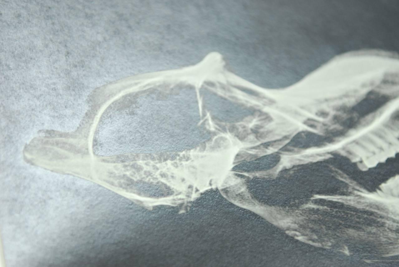 Set of Five X-Rayed Animal Skull Prints 1
