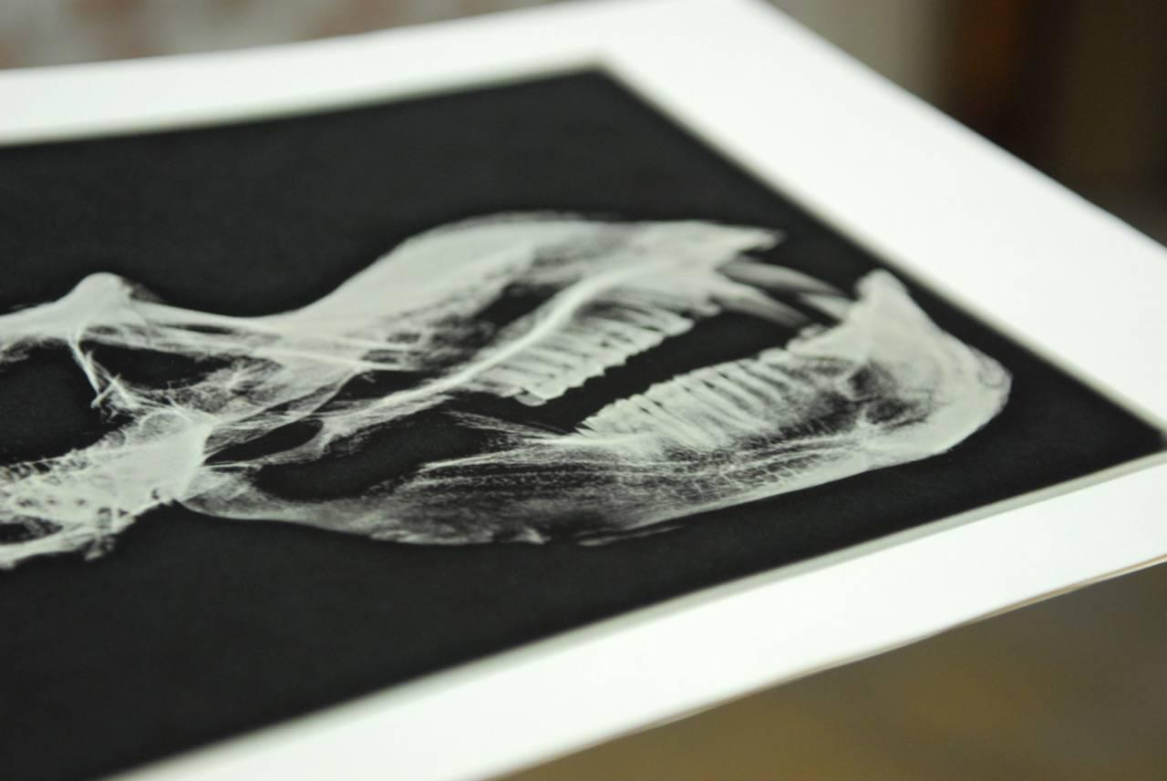 Set of Five X-Rayed Animal Skull Prints 2