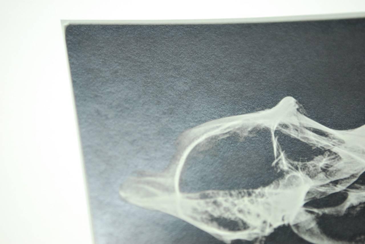 Set of Five X-Rayed Animal Skull Prints 3