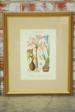Pair of Botanical Print Plates Flora of South Africa, 1913