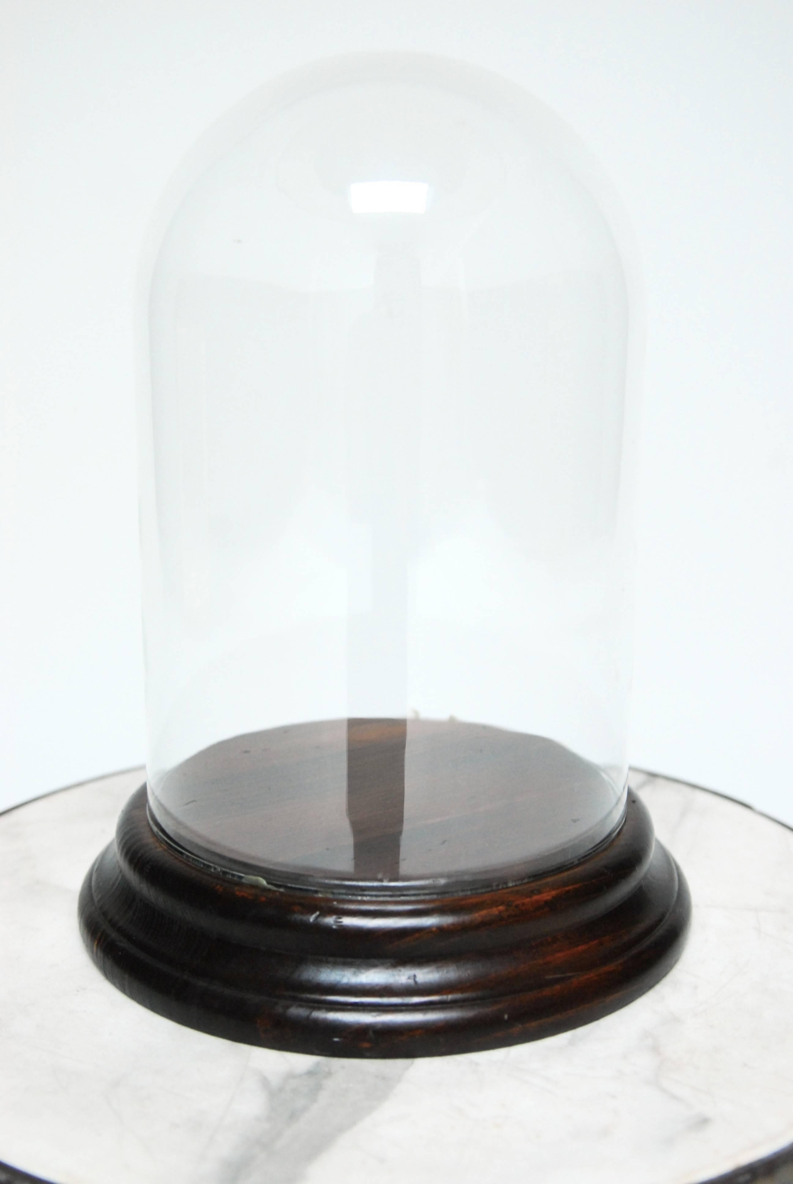 Large glass cloche dome bell jar atop a fitted mahogany wood base. Display your curiosity or oddity under the dome for all to admire. Topiary not included.