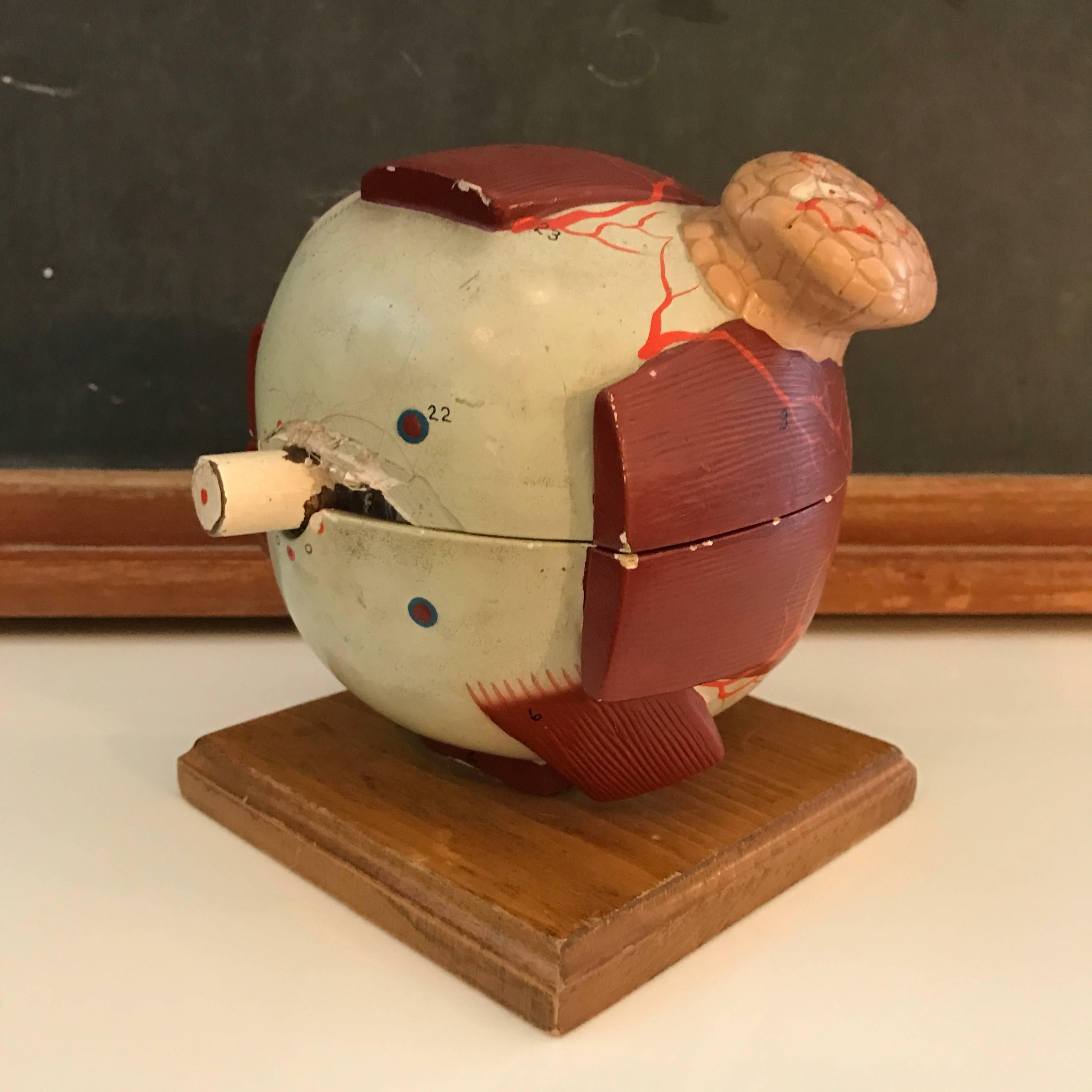 American Denoyer-Geppert Co. Anatomical Educational Eye Model