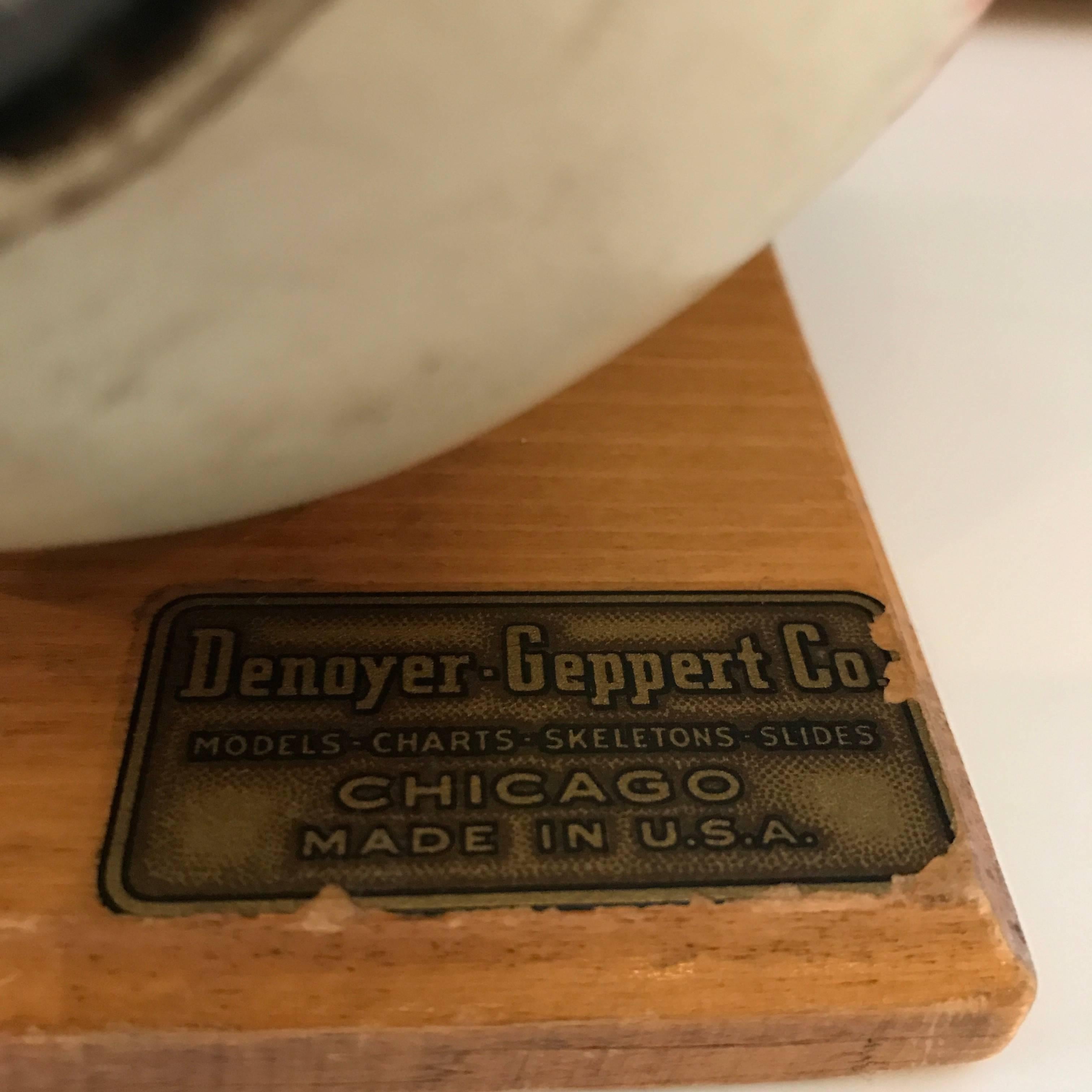 Denoyer-Geppert Co. Anatomical Educational Eye Model 4
