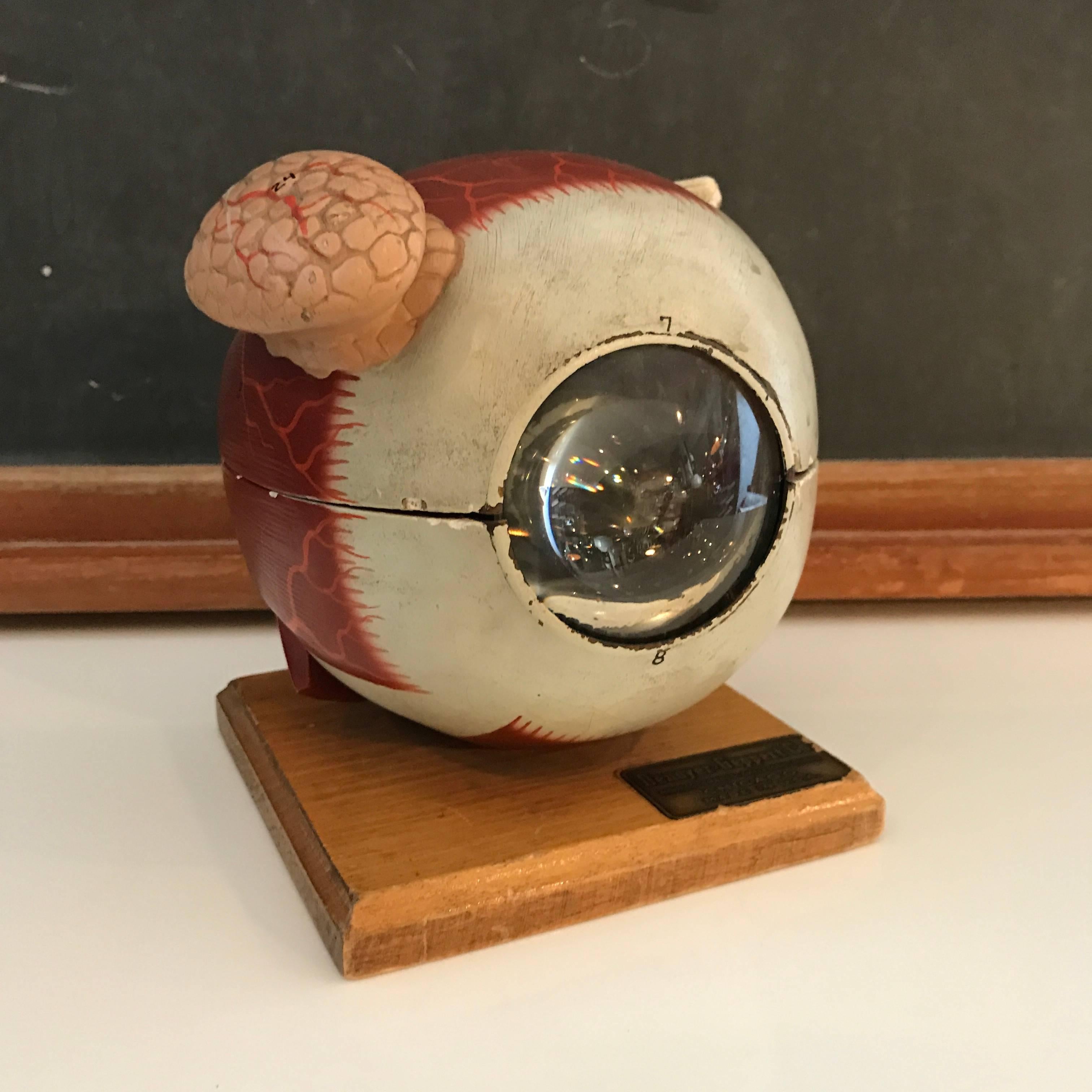 Industrial Denoyer-Geppert Co. Anatomical Educational Eye Model