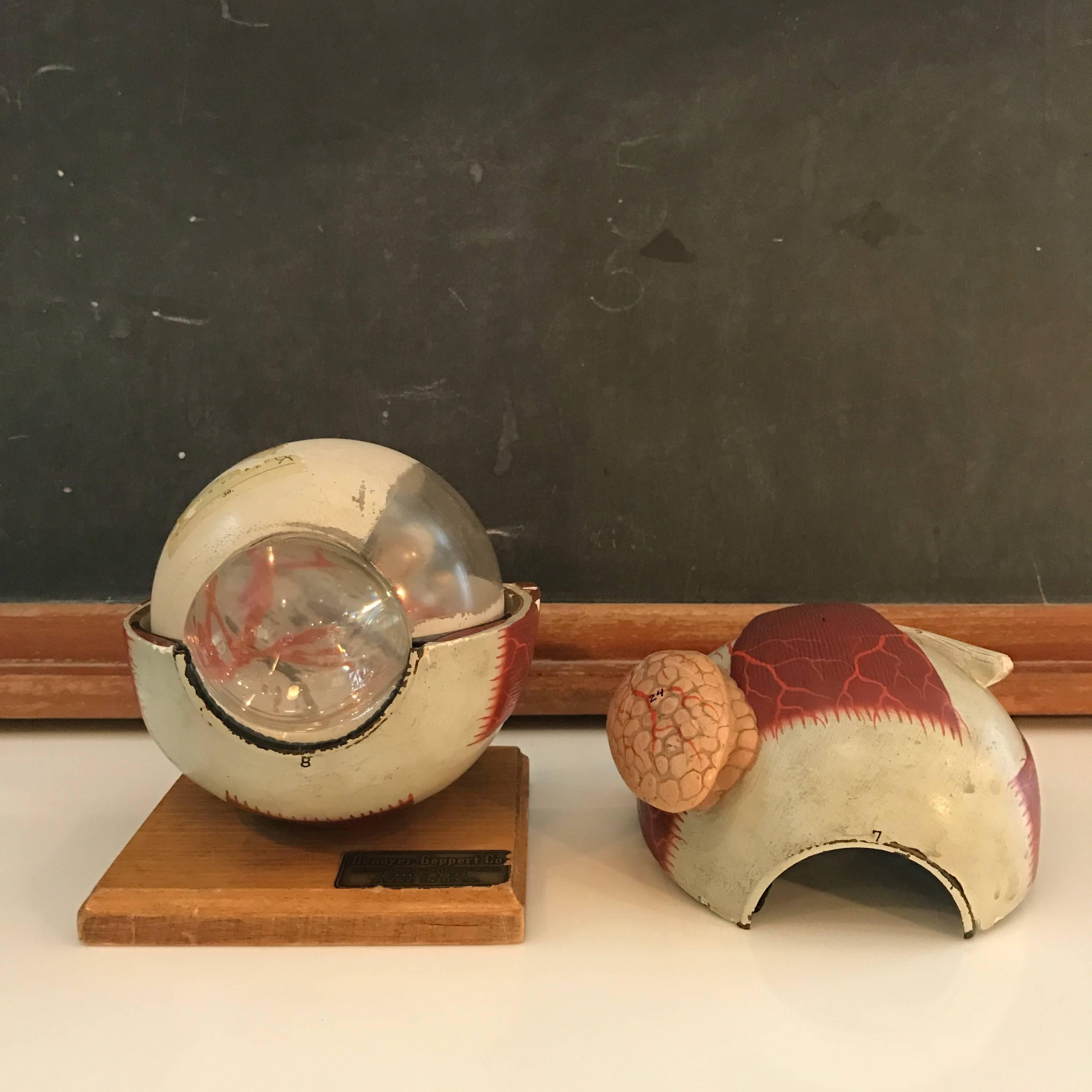 20th Century Denoyer-Geppert Co. Anatomical Educational Eye Model