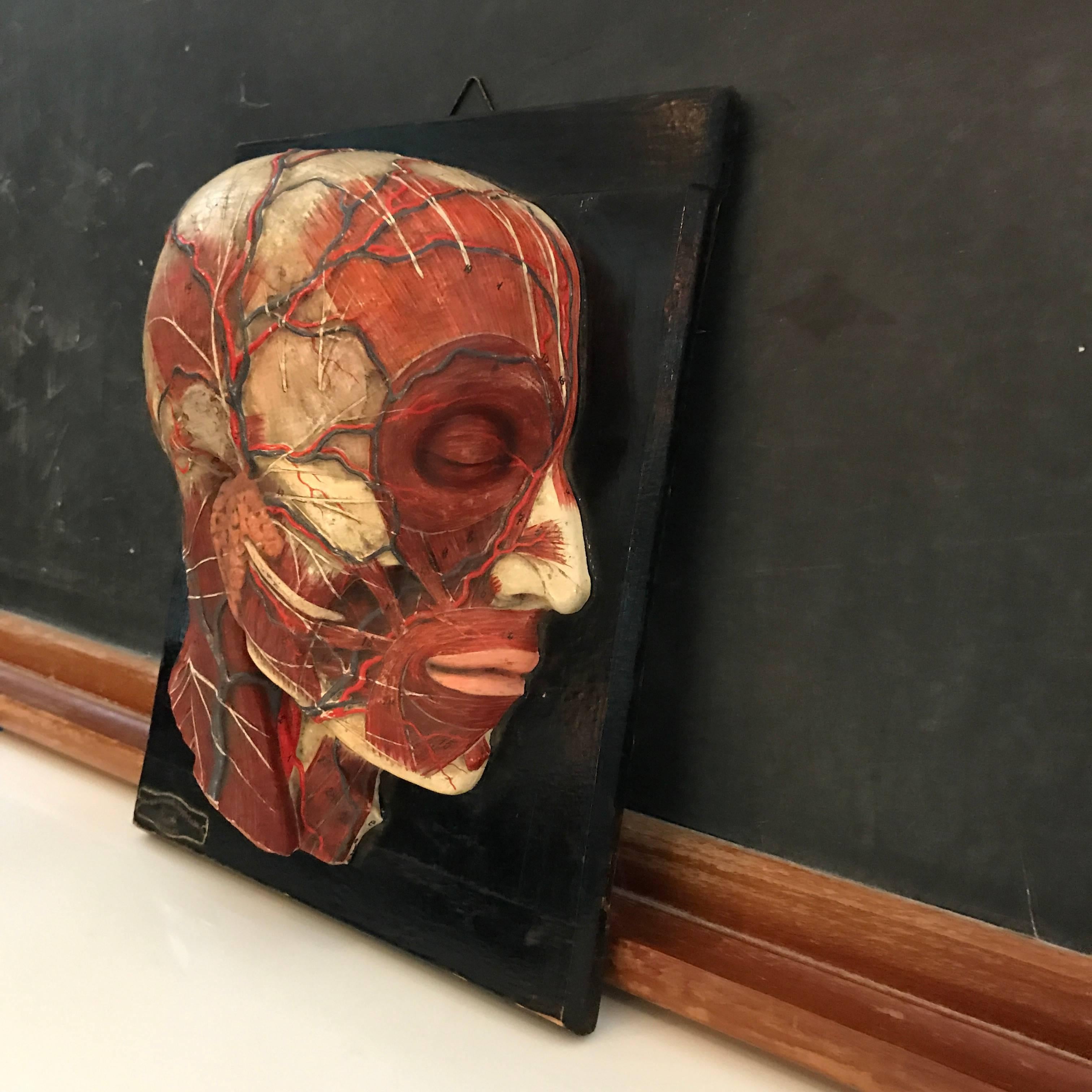 Hand painted, plaster, anatomical plate by New York Scientific Supply Co. depicting the musculature and circulatory systems of the face and head on a wood plaque.