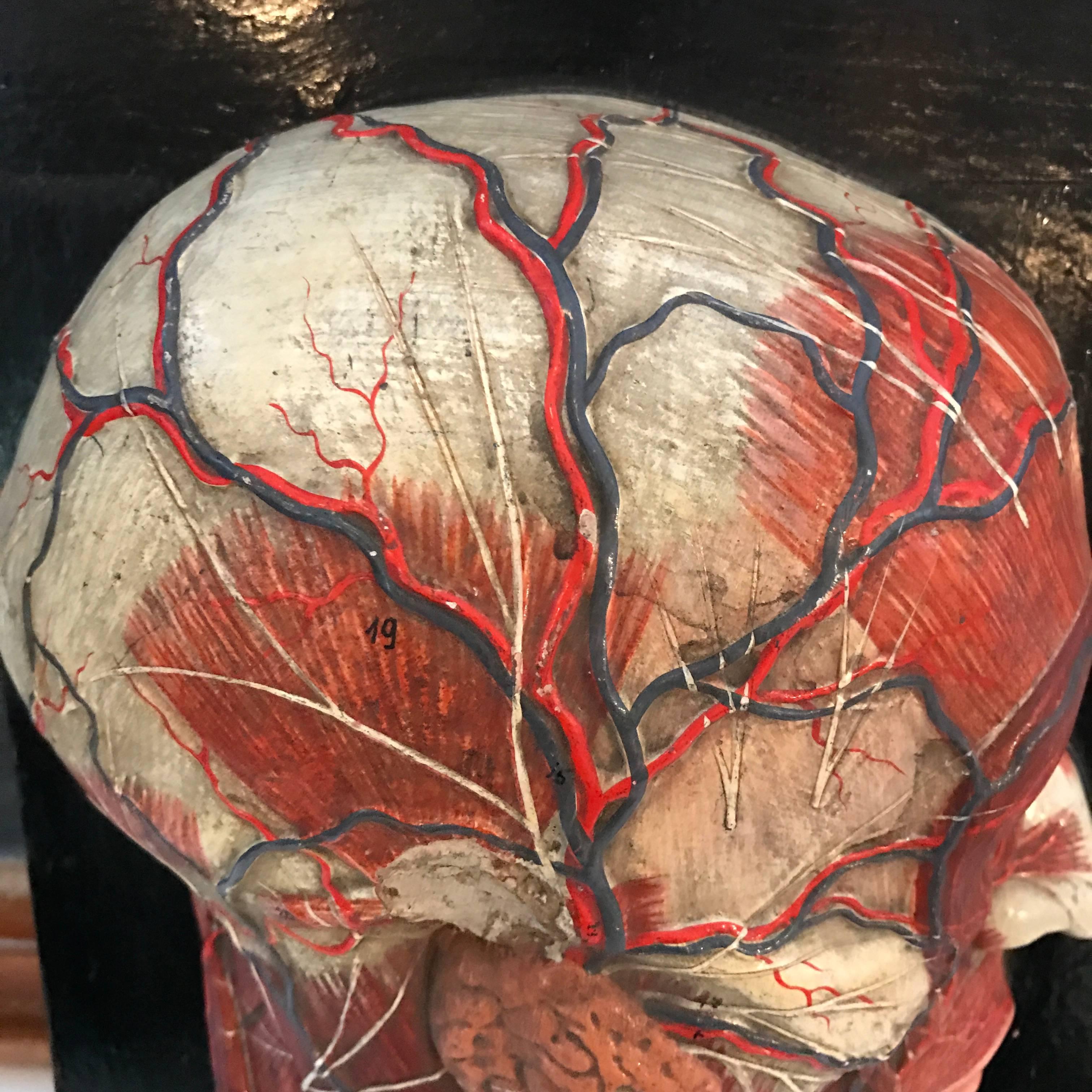 American Anatomical Plaque by New York Scientific Supply Co. For Sale