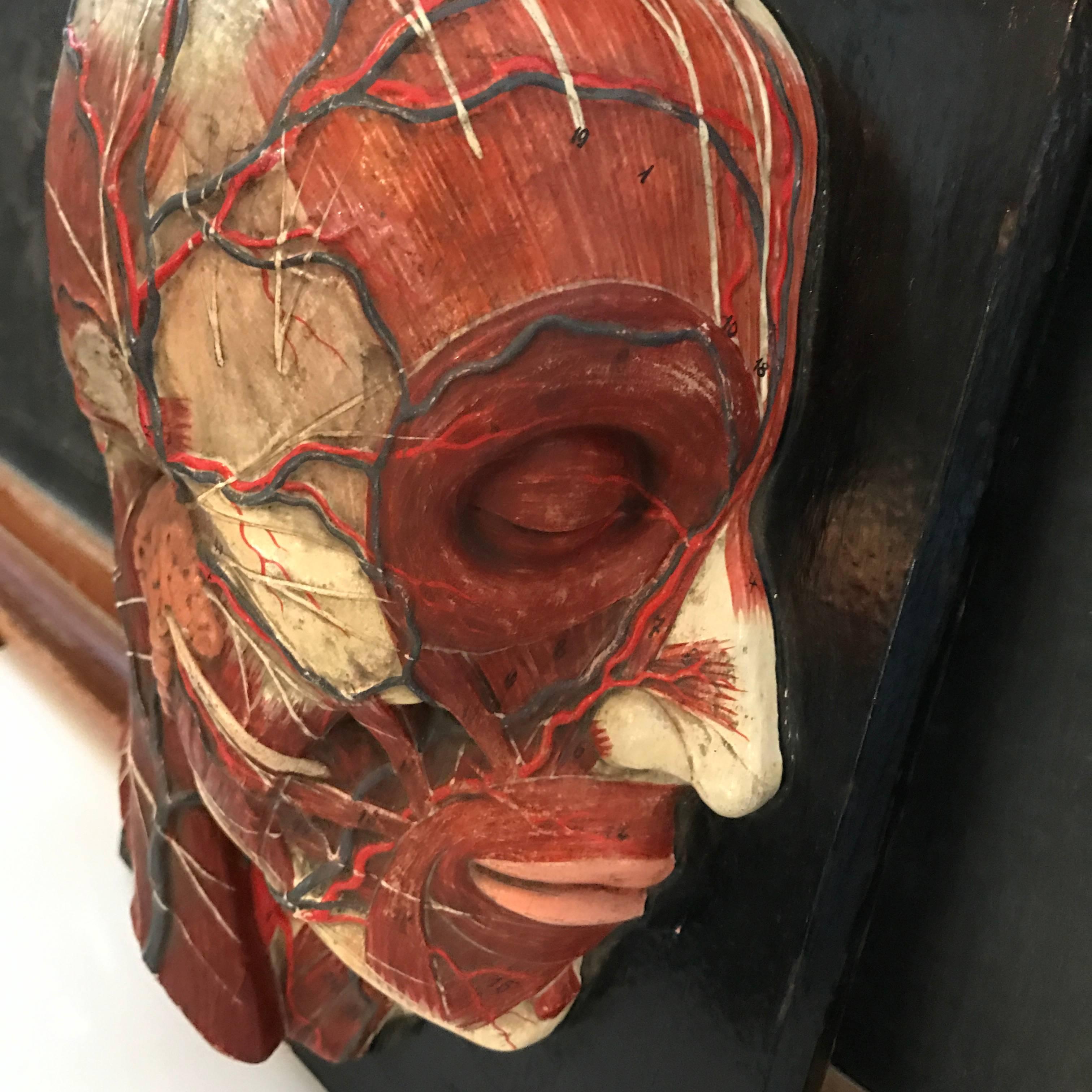 Industrial Anatomical Plaque by New York Scientific Supply Co. For Sale