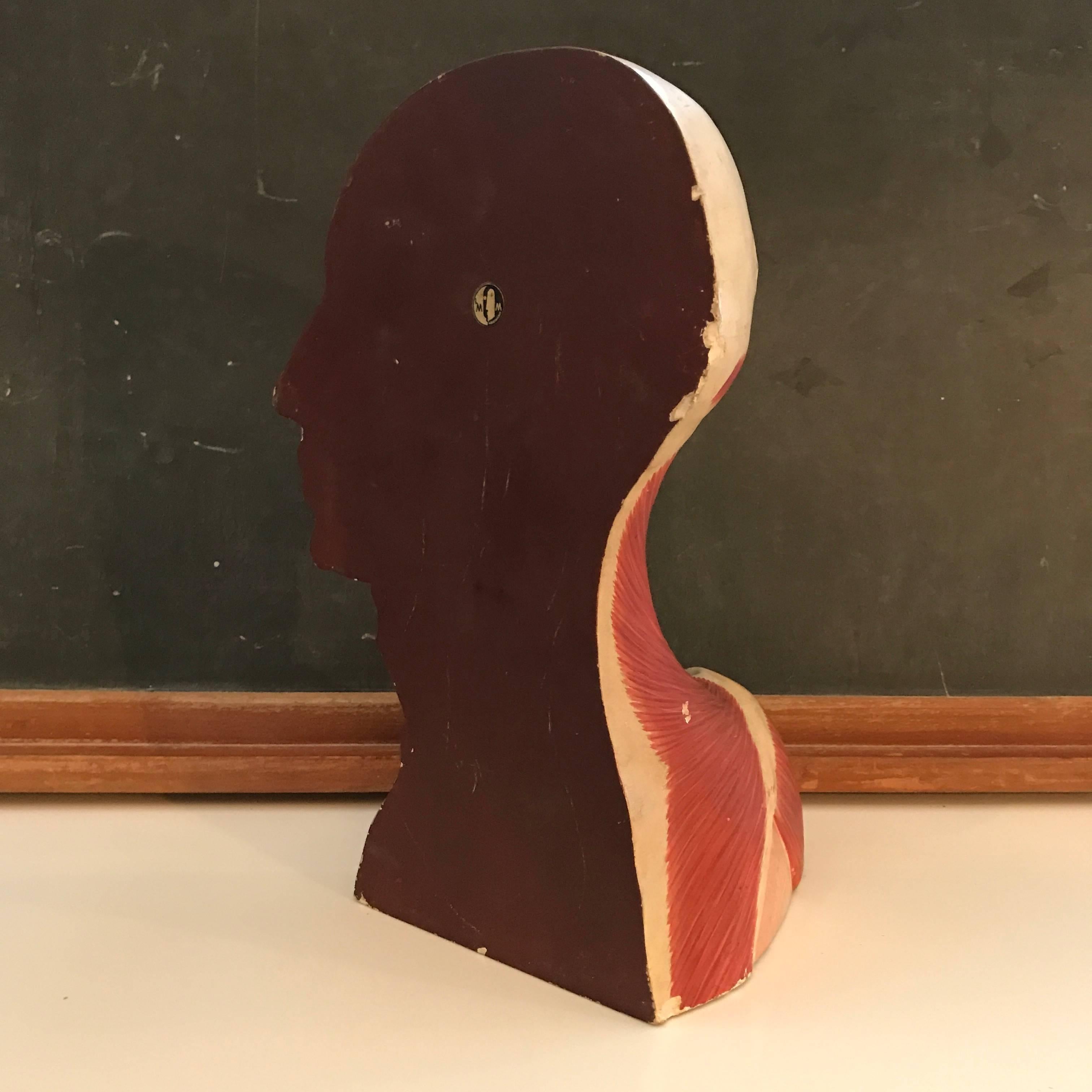 German Anatomical Muscular Bust Model For Sale 5