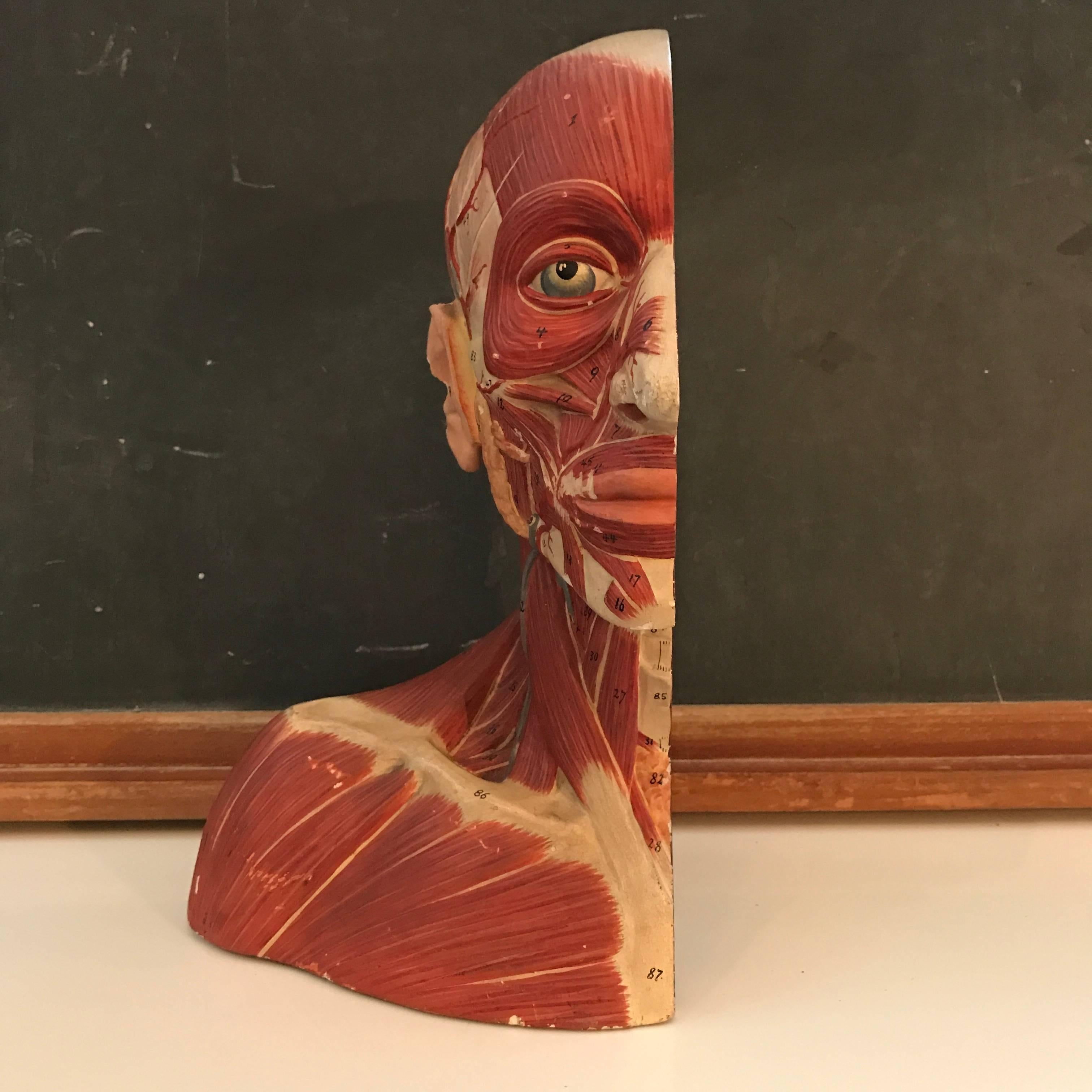 German Anatomical Muscular Bust Model In Good Condition For Sale In Brooklyn, NY