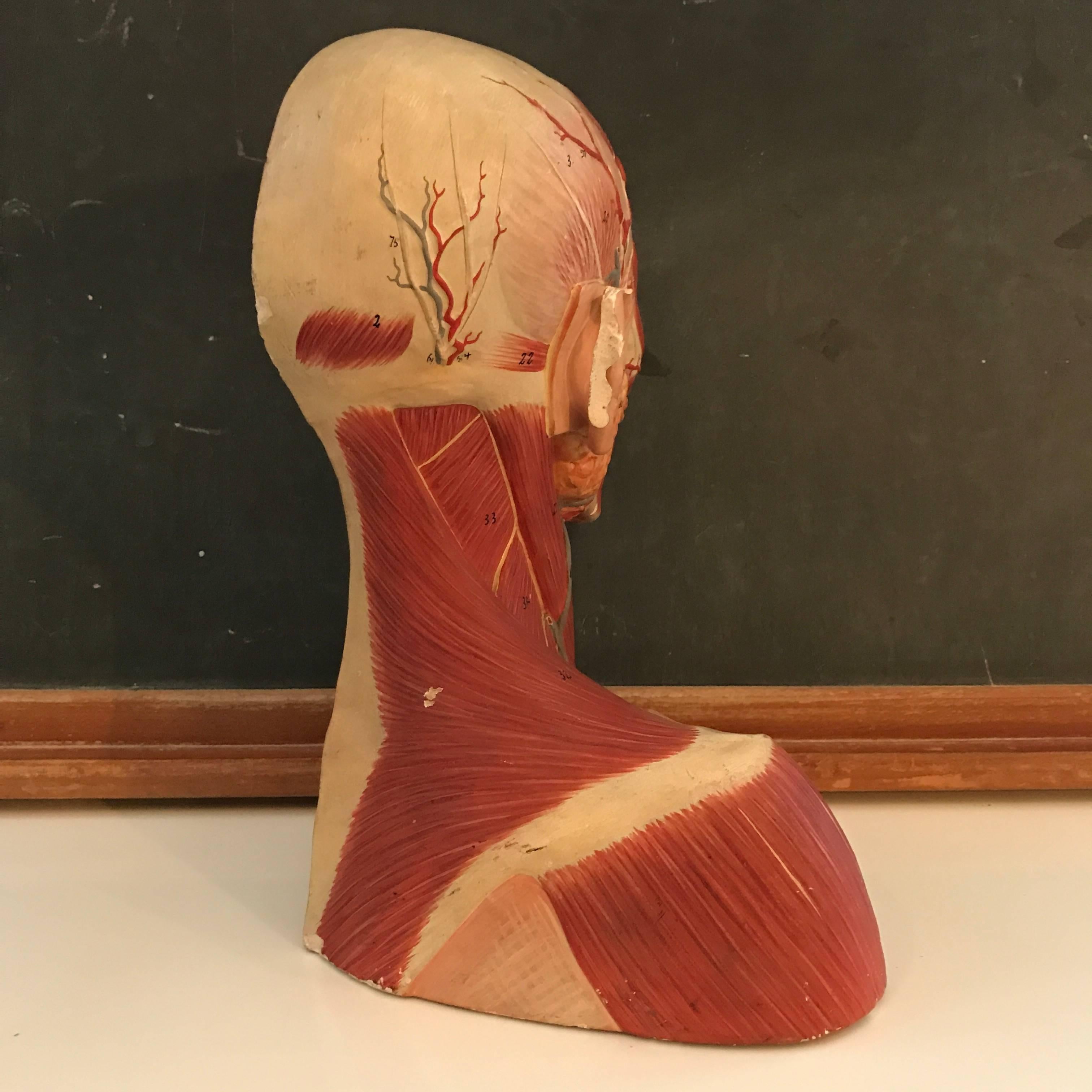 German Anatomical Muscular Bust Model For Sale 1