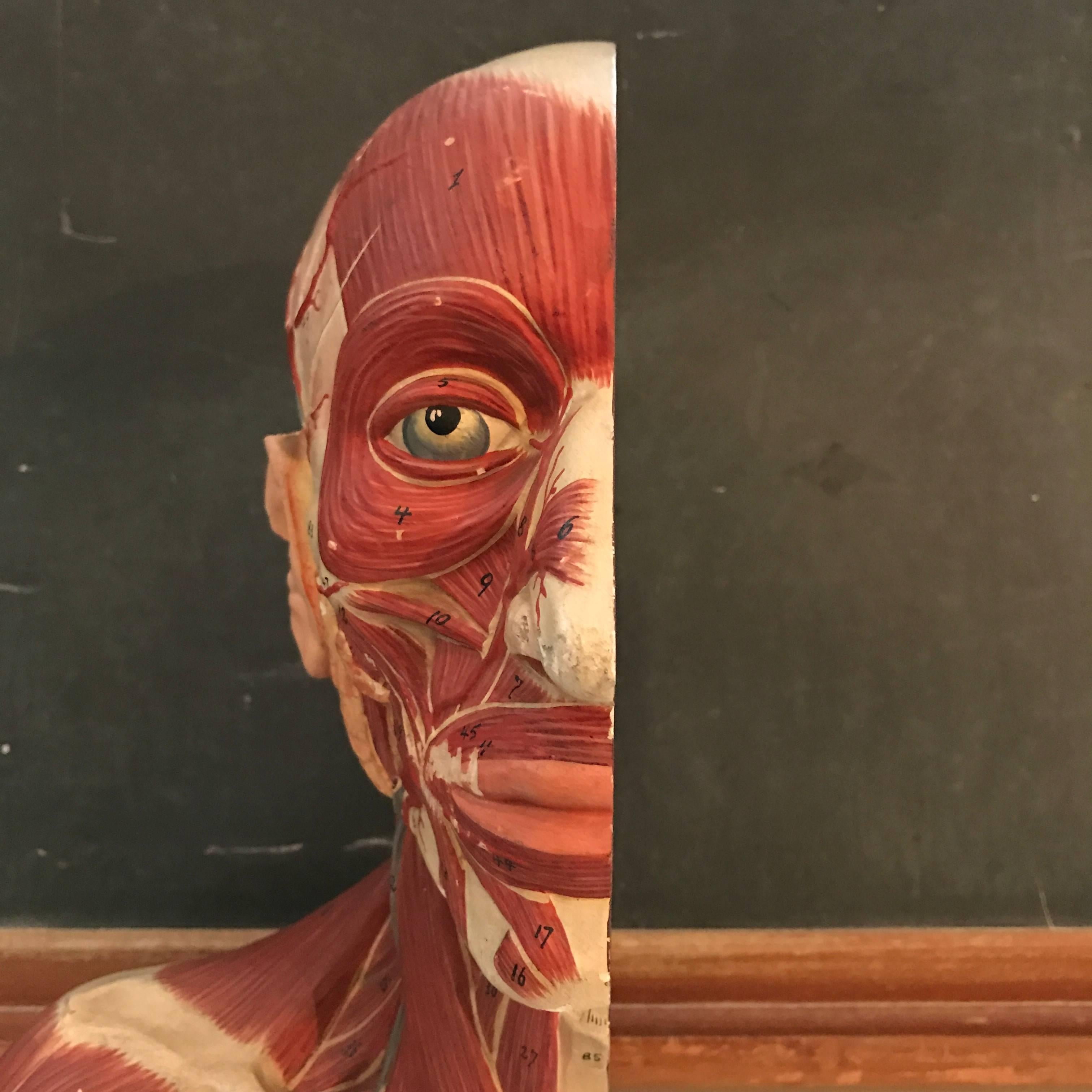 20th Century German Anatomical Muscular Bust Model For Sale