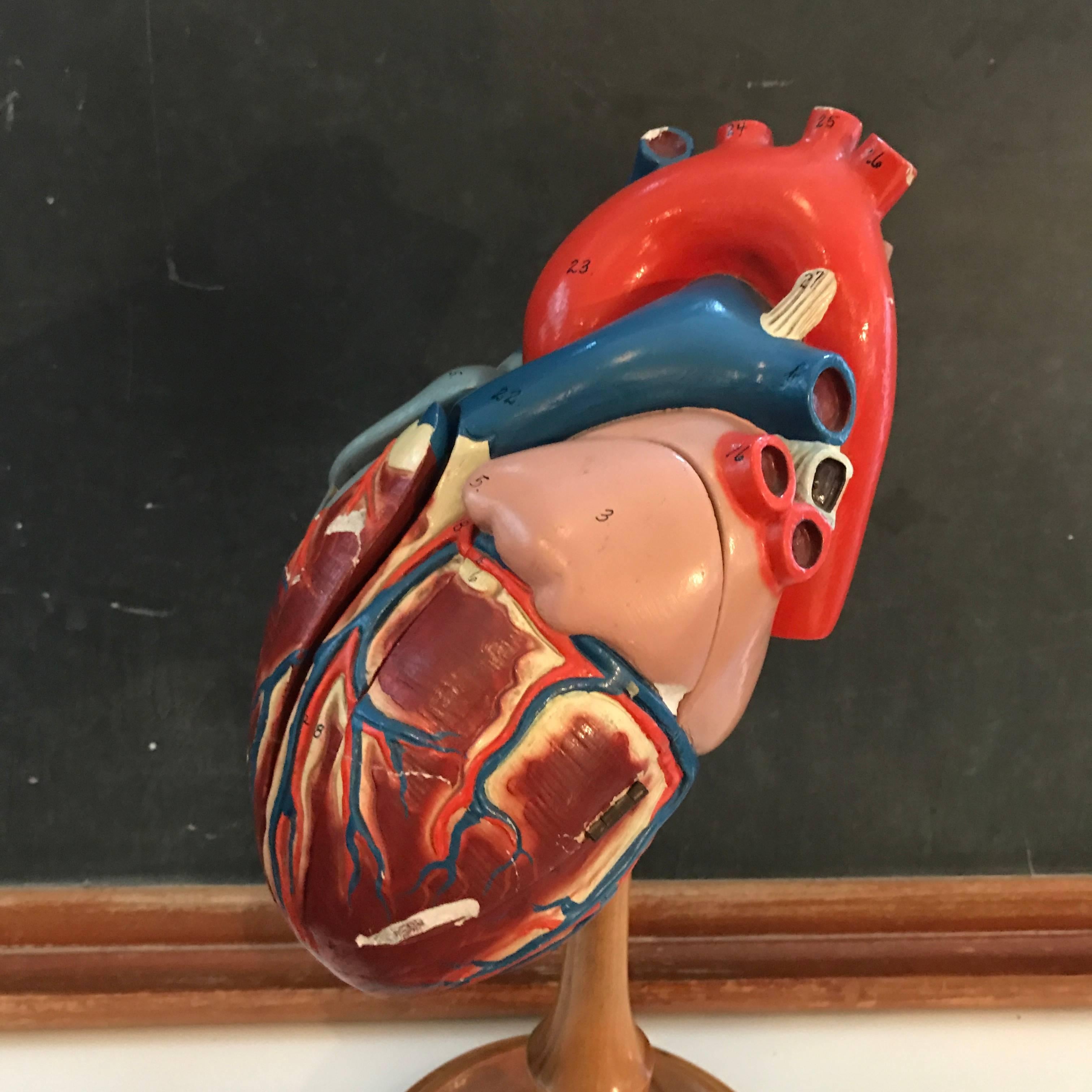 American 1940s Plaster Anatomical Heart Model on Wood Stand For Sale