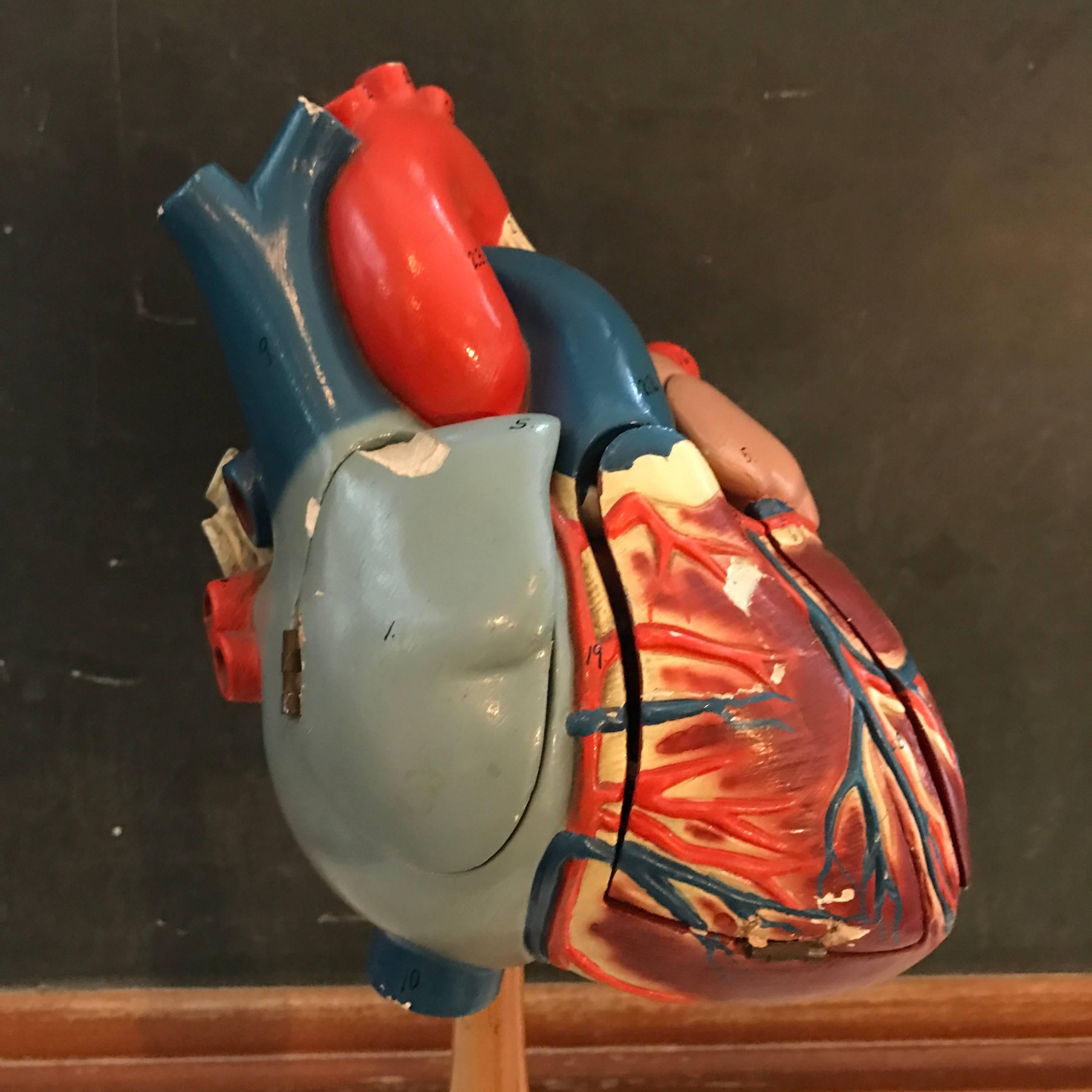 heart model for sale